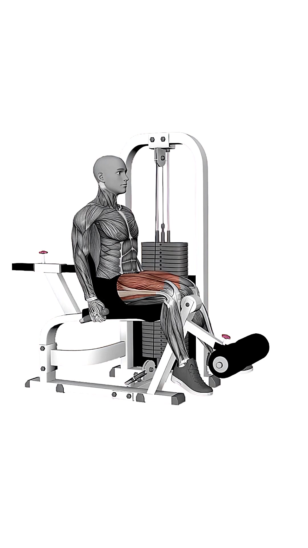 Seated Leg Extension Alternate Legs