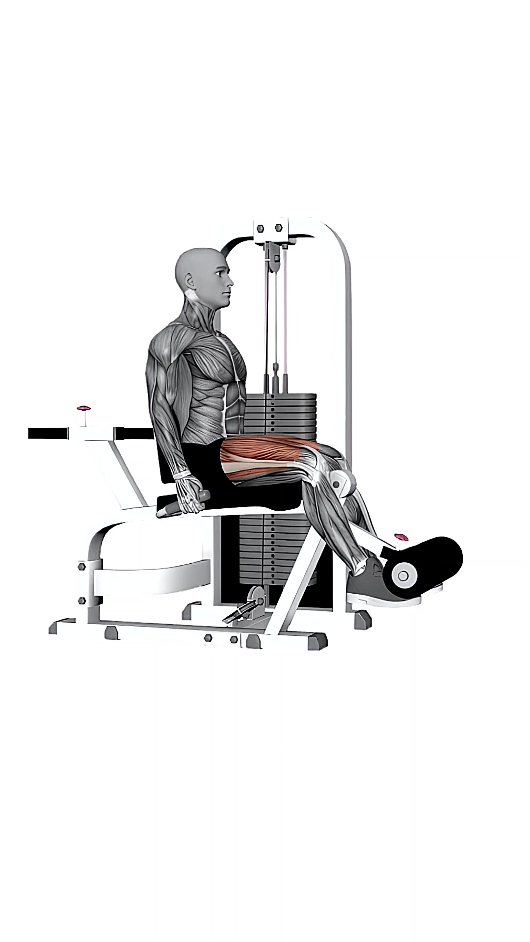 Seated Leg Extension Both Legs