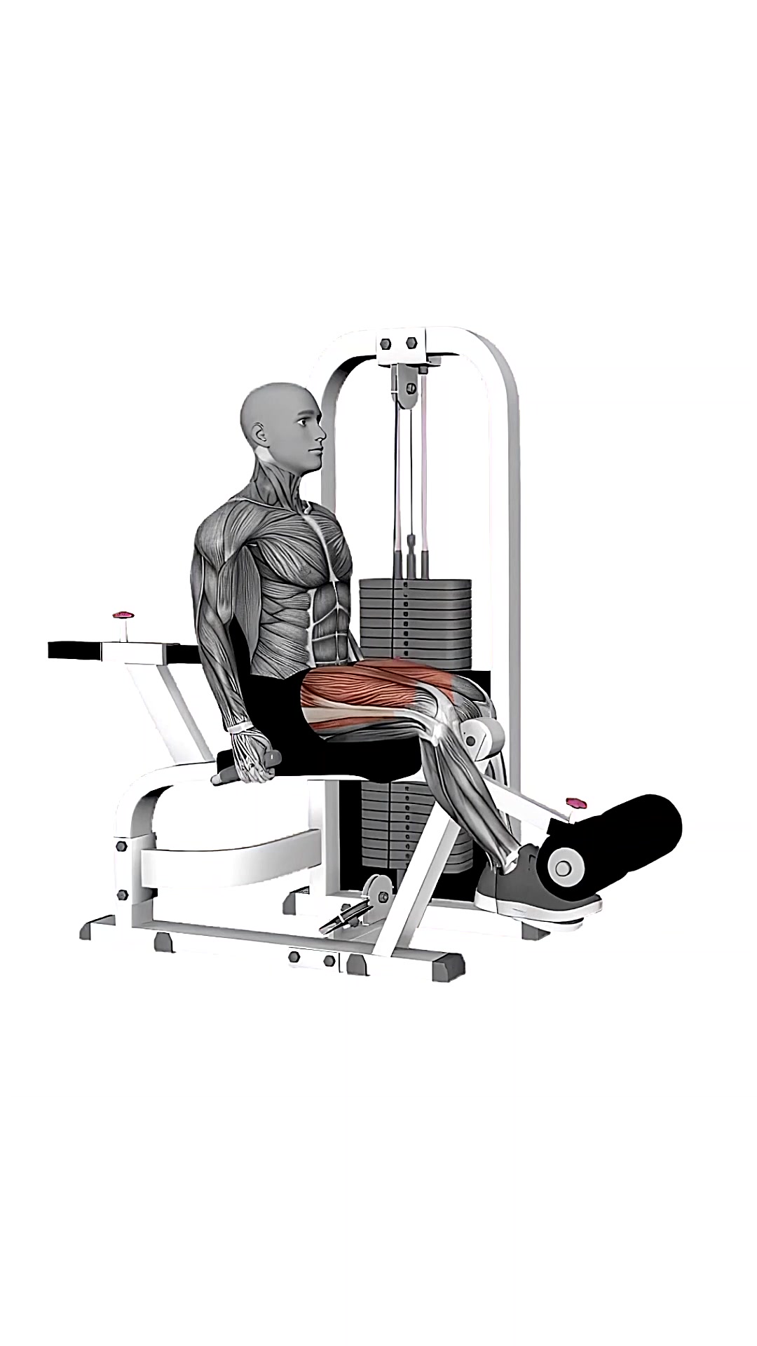 Seated Leg Extension Single Leg
