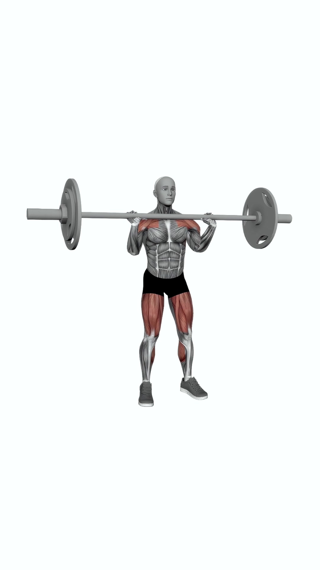 Barbell Muscle Clean