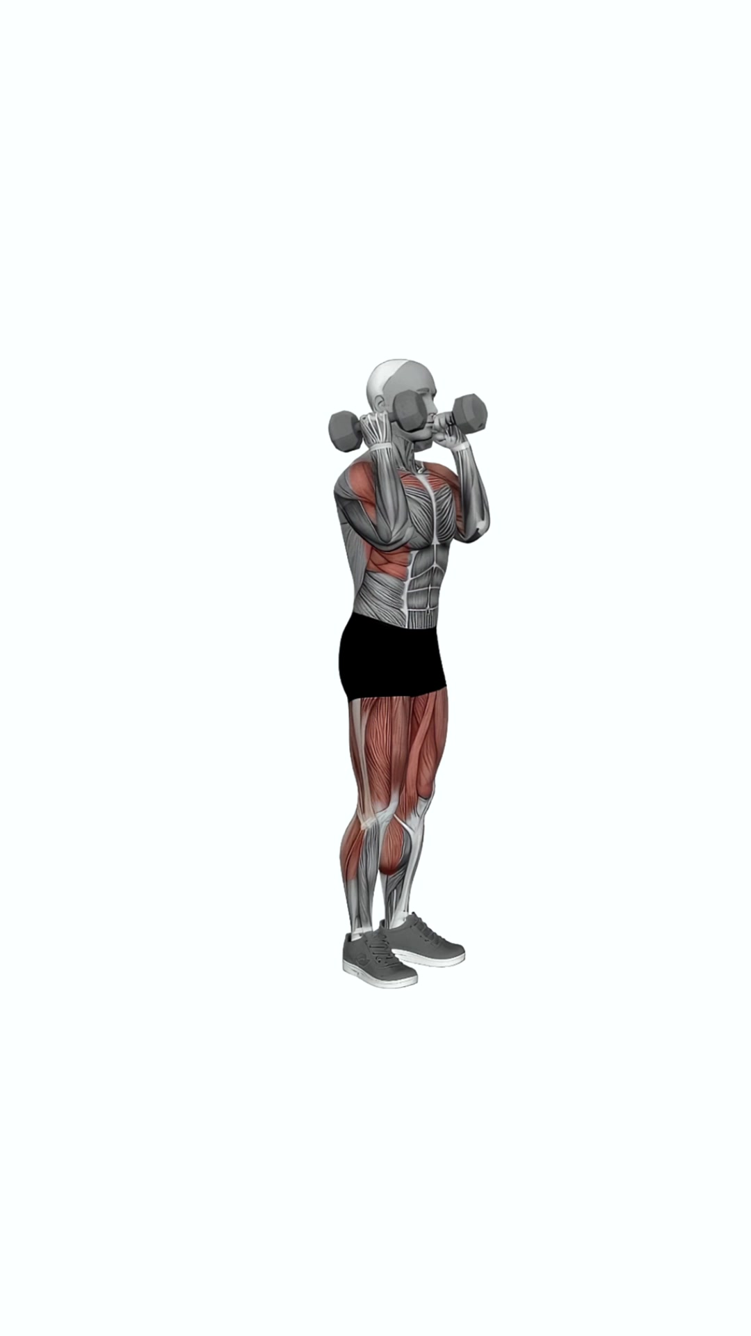 Dumbbell Hang Power Clean