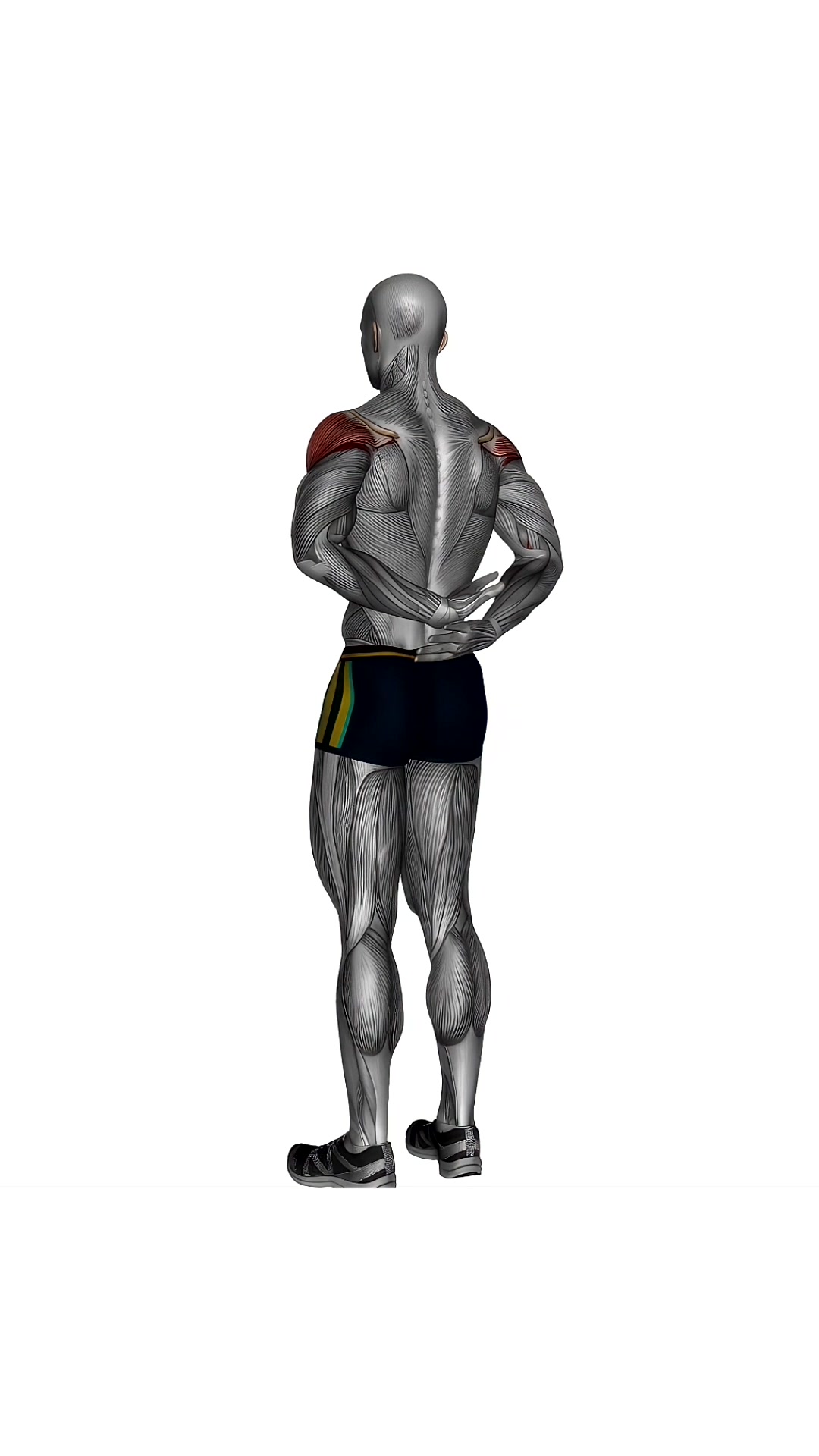 Arms Behind Back Shoulder Flexor Stretch