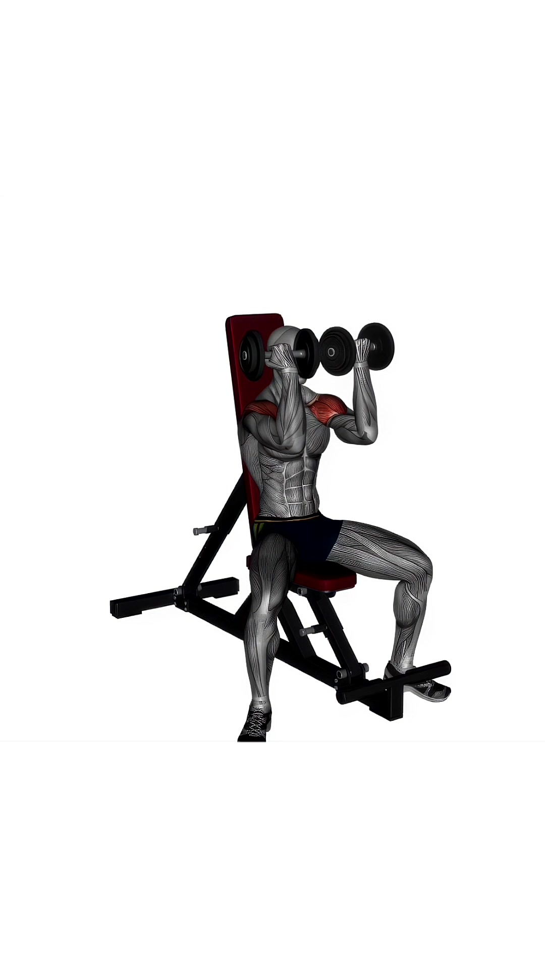 Arnold Press Dumbbell