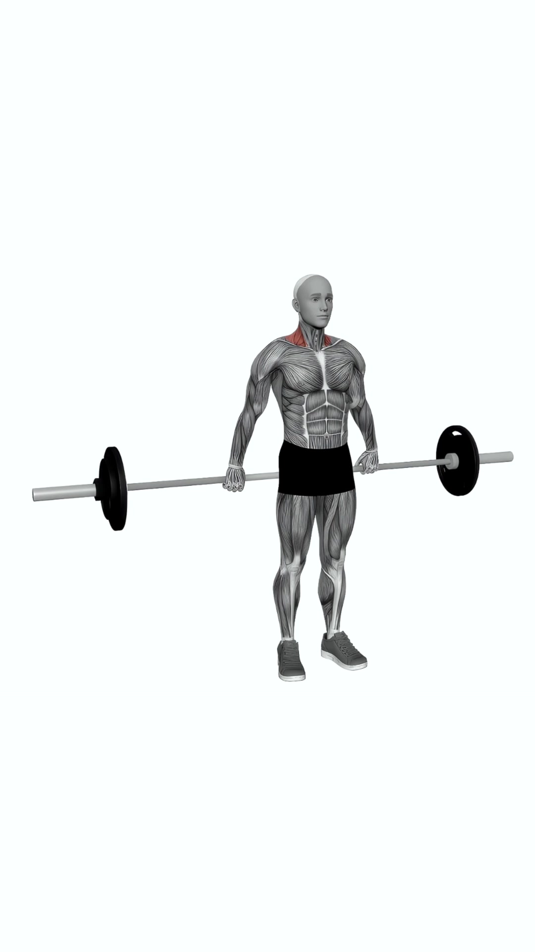 Barbell Back Wide Shrugs