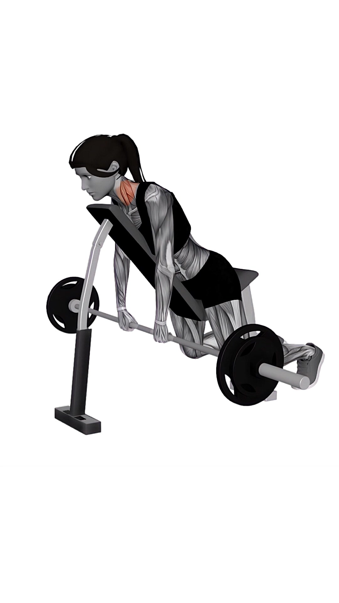Barbell Decline Shrug