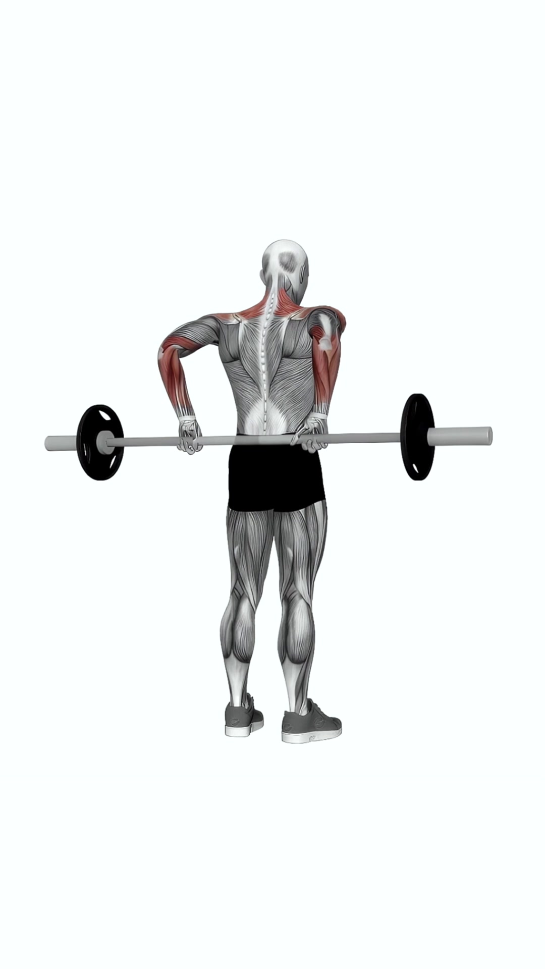 Barbell Rear Delt Raise