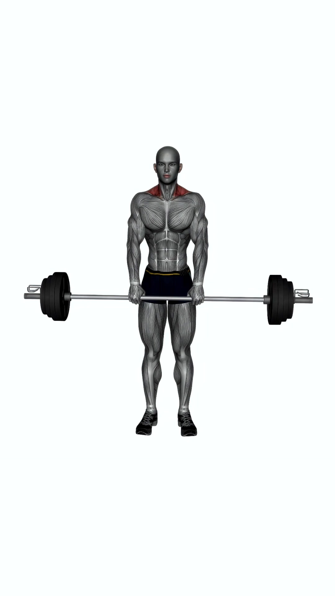 Barbell Shrugs