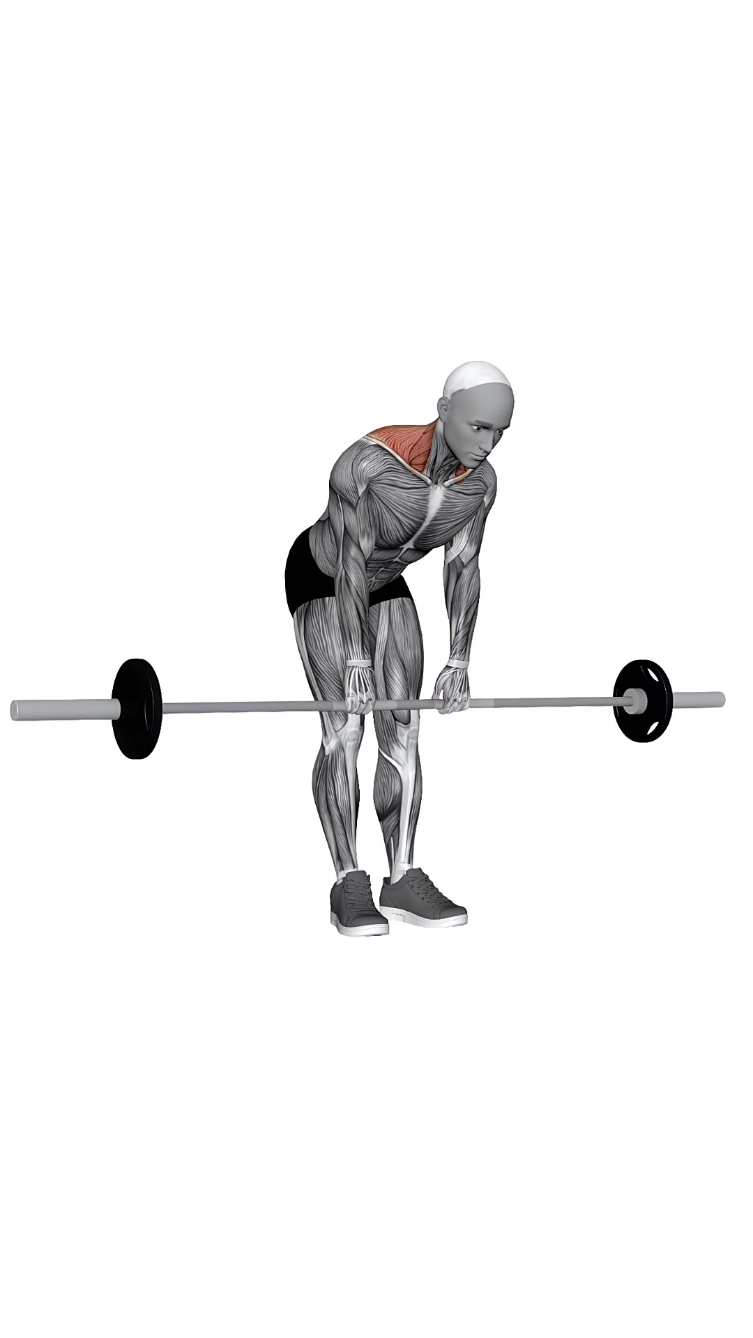 Barbell Silverback Shrug