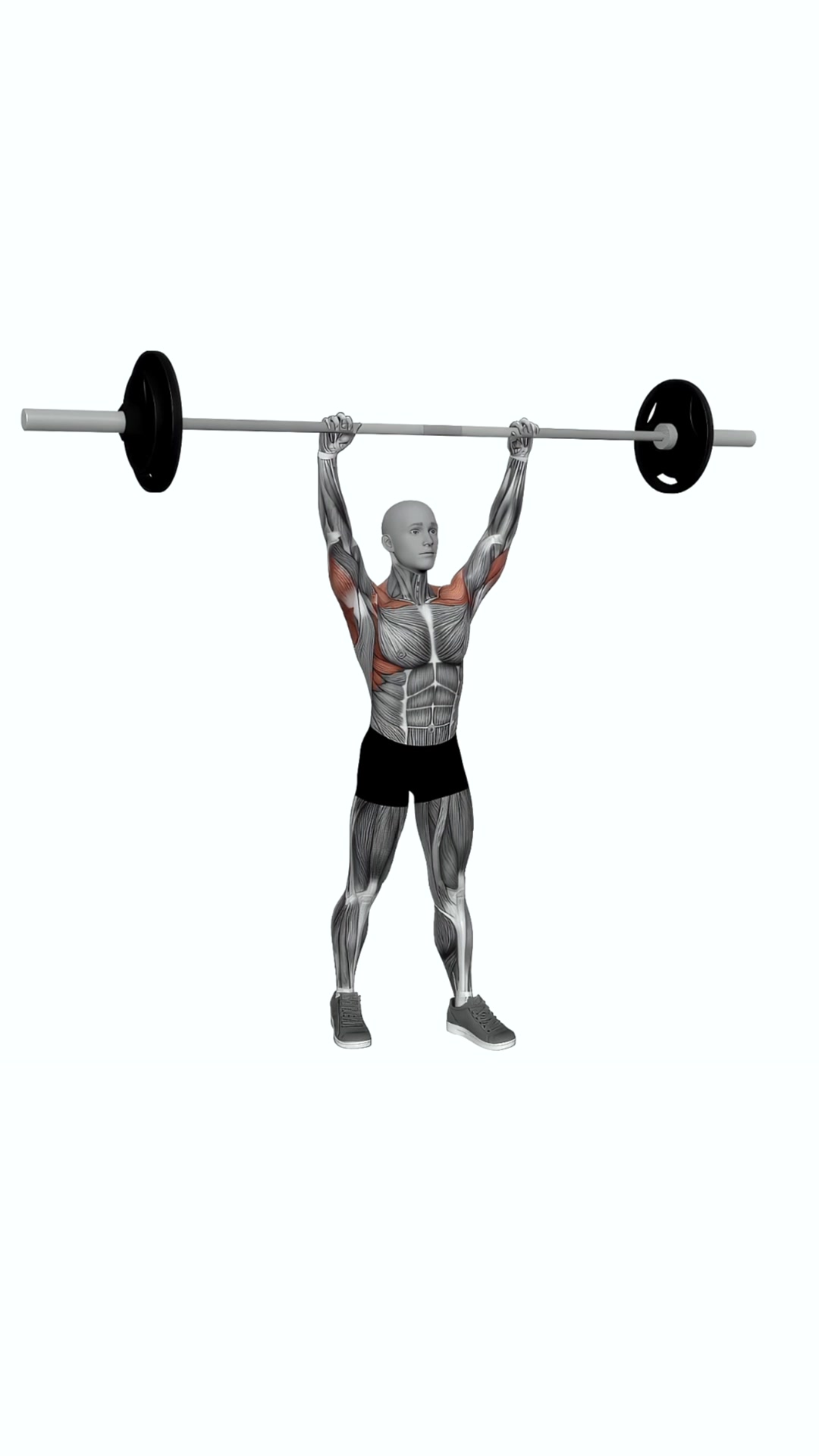Barbell Standing Military Press