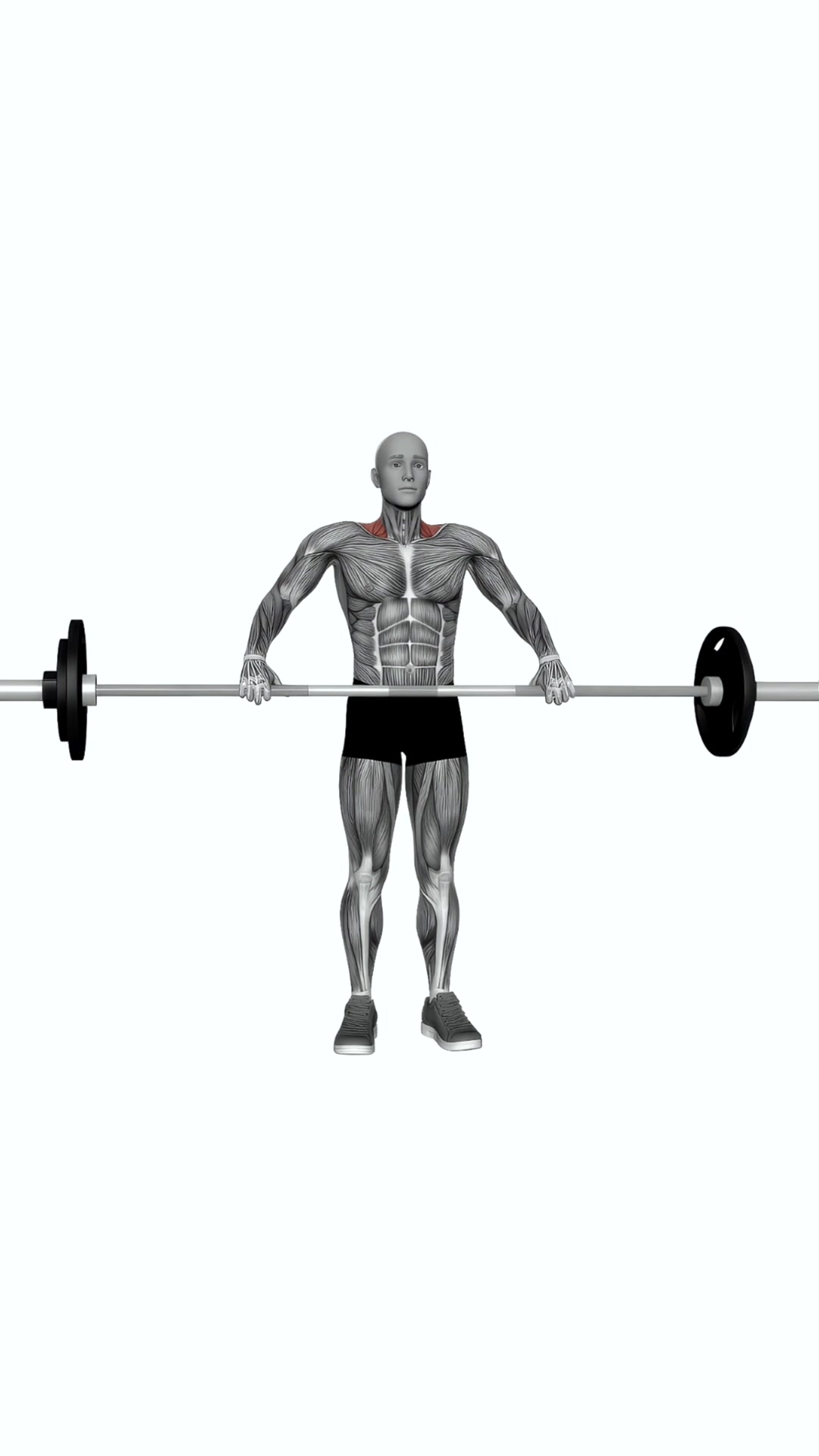 Barbell Wide Shrug