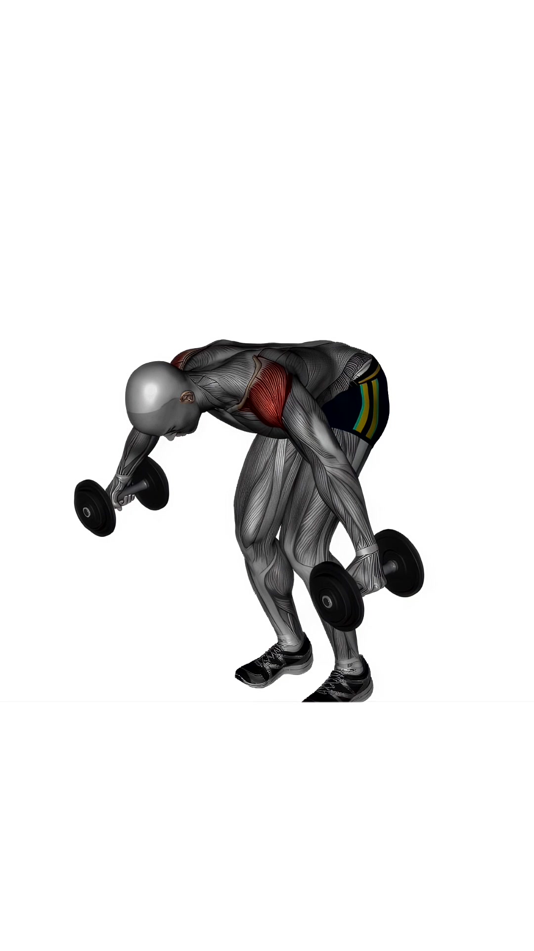 Bent Over Rear Delt Fly Dumbbell