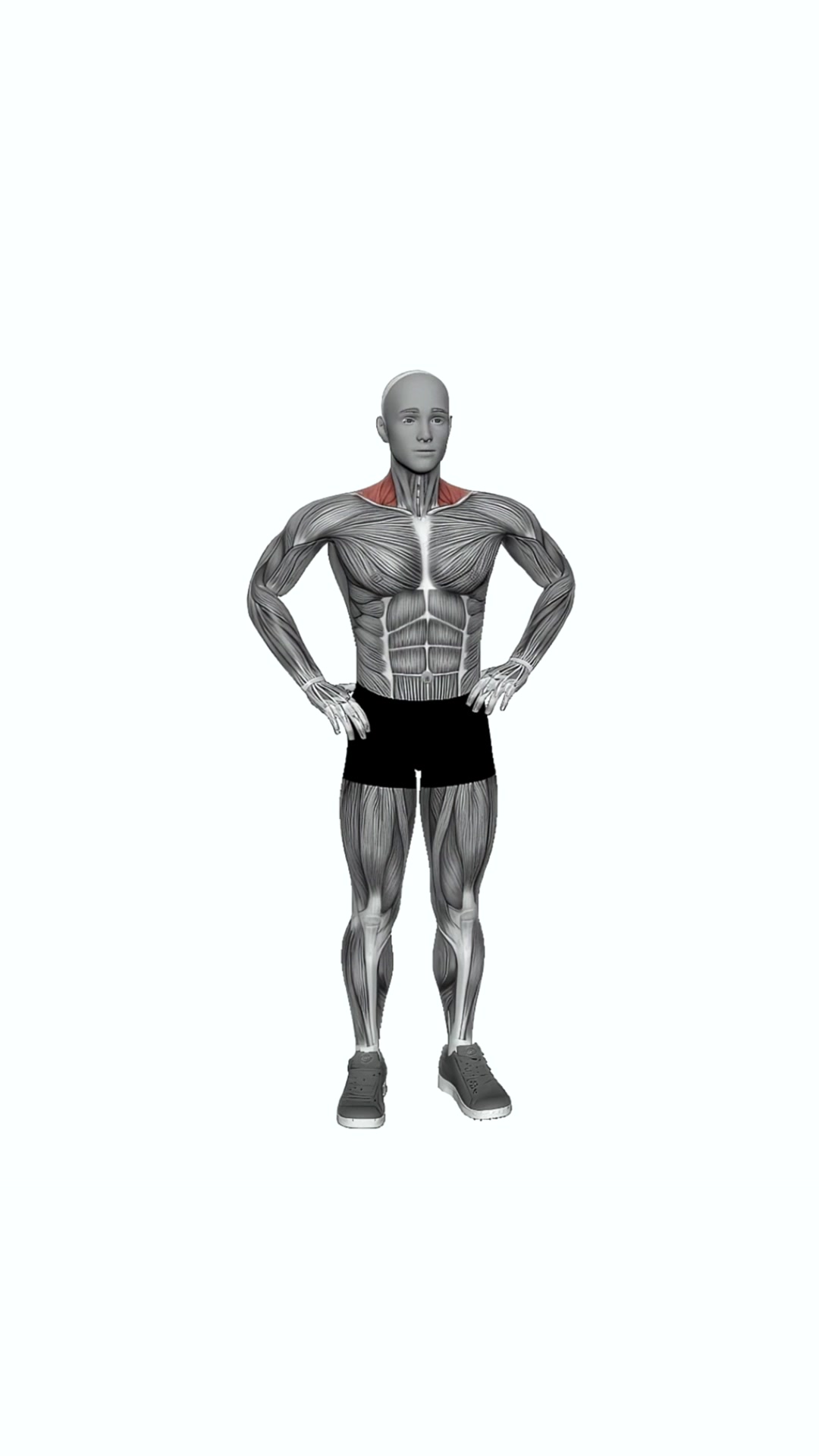 Bodyweight Standing Shrug