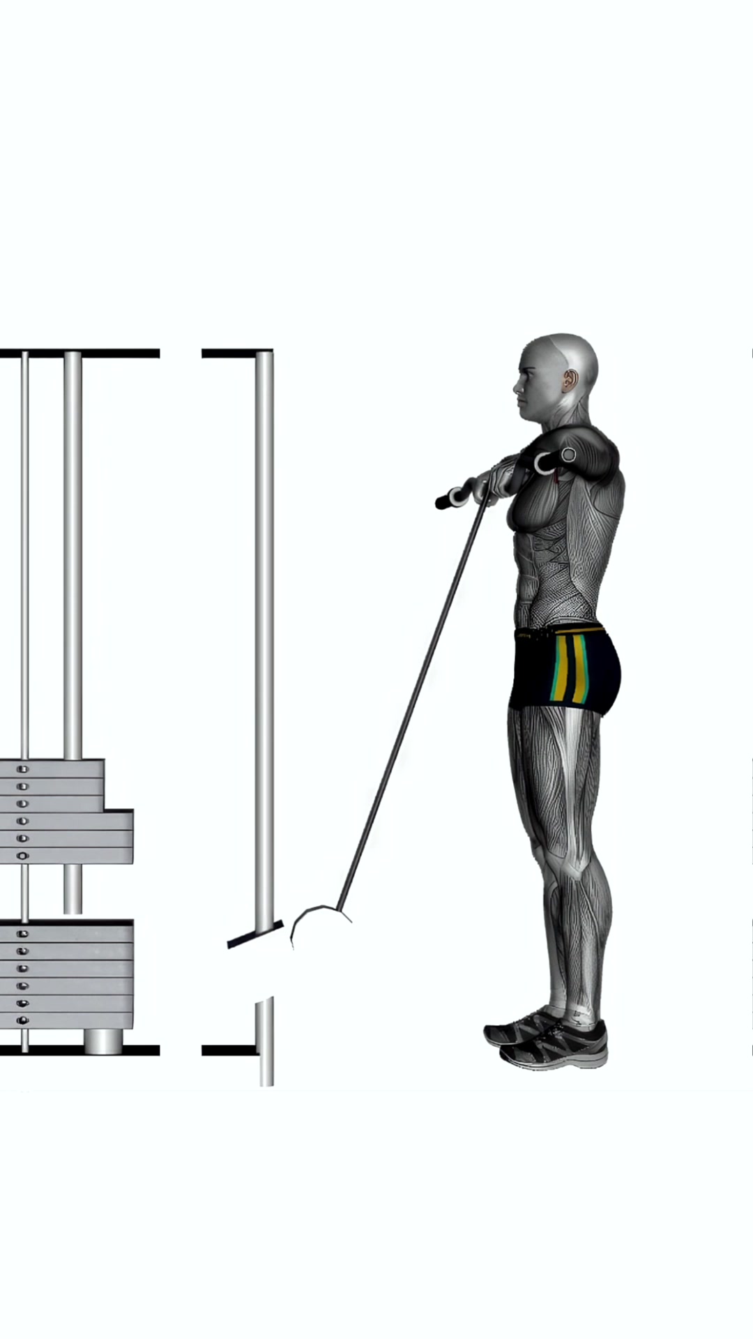 Cable Upright Row With Ez Bar