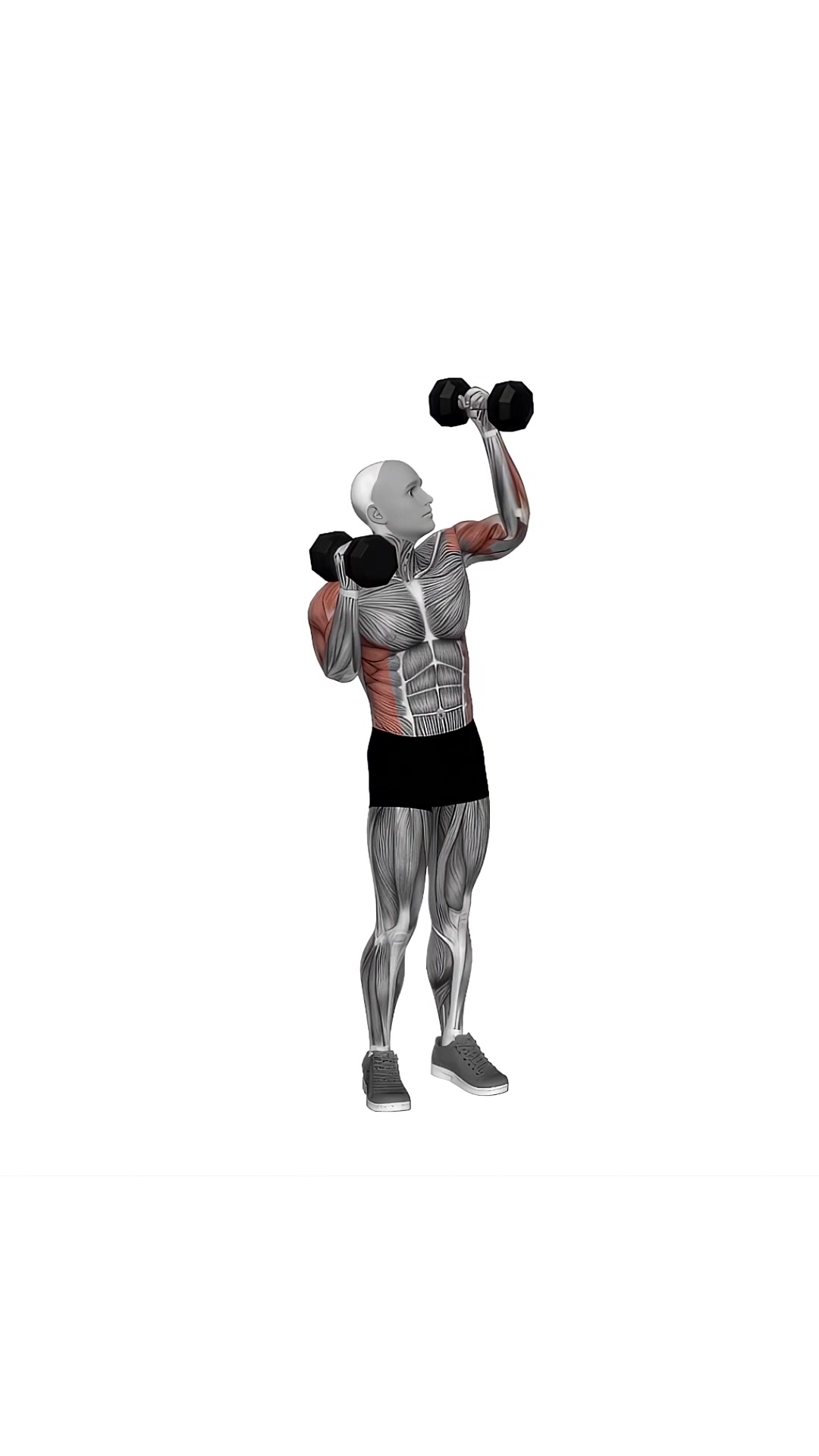 Dumbbell Alternate Side Press