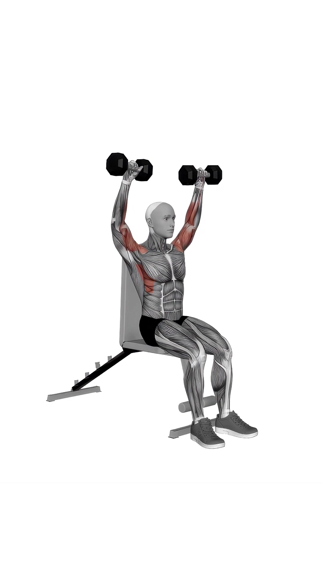 Dumbbell Arnold Press Seated