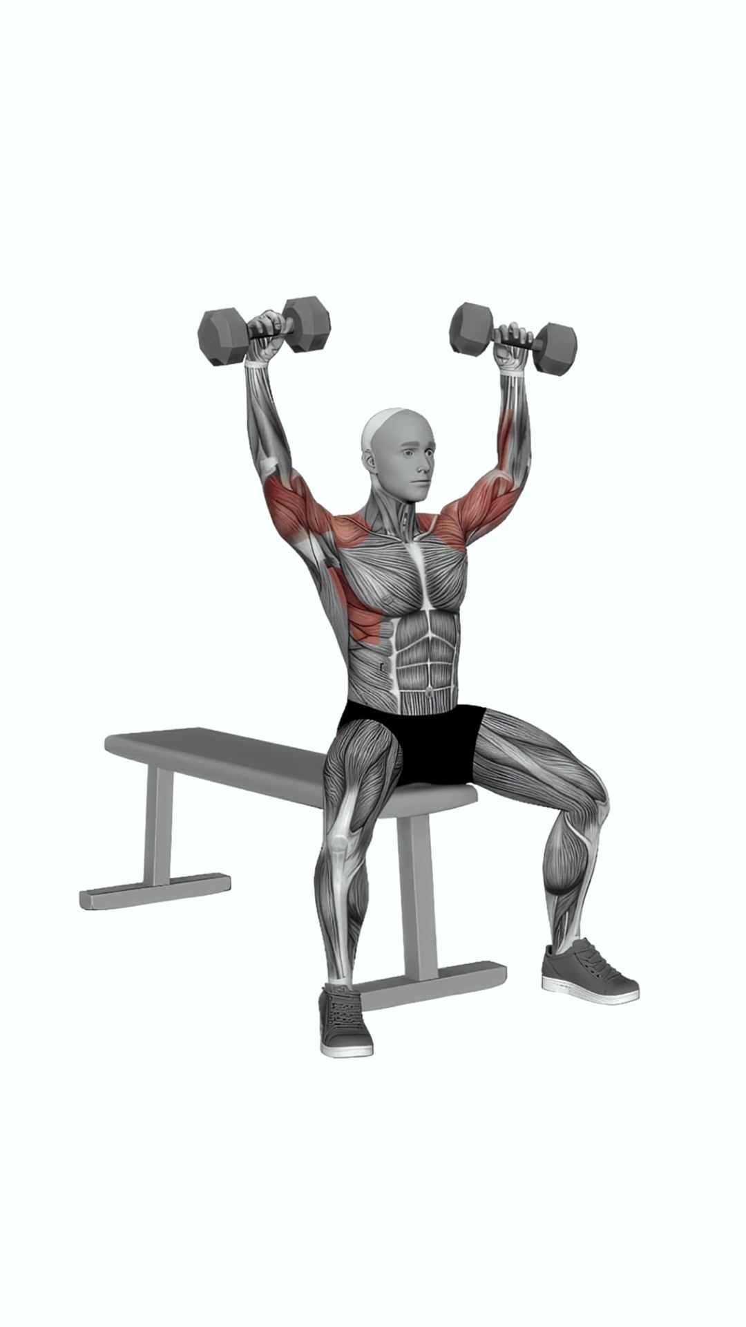 Dumbbell Arnold Press (version 2)