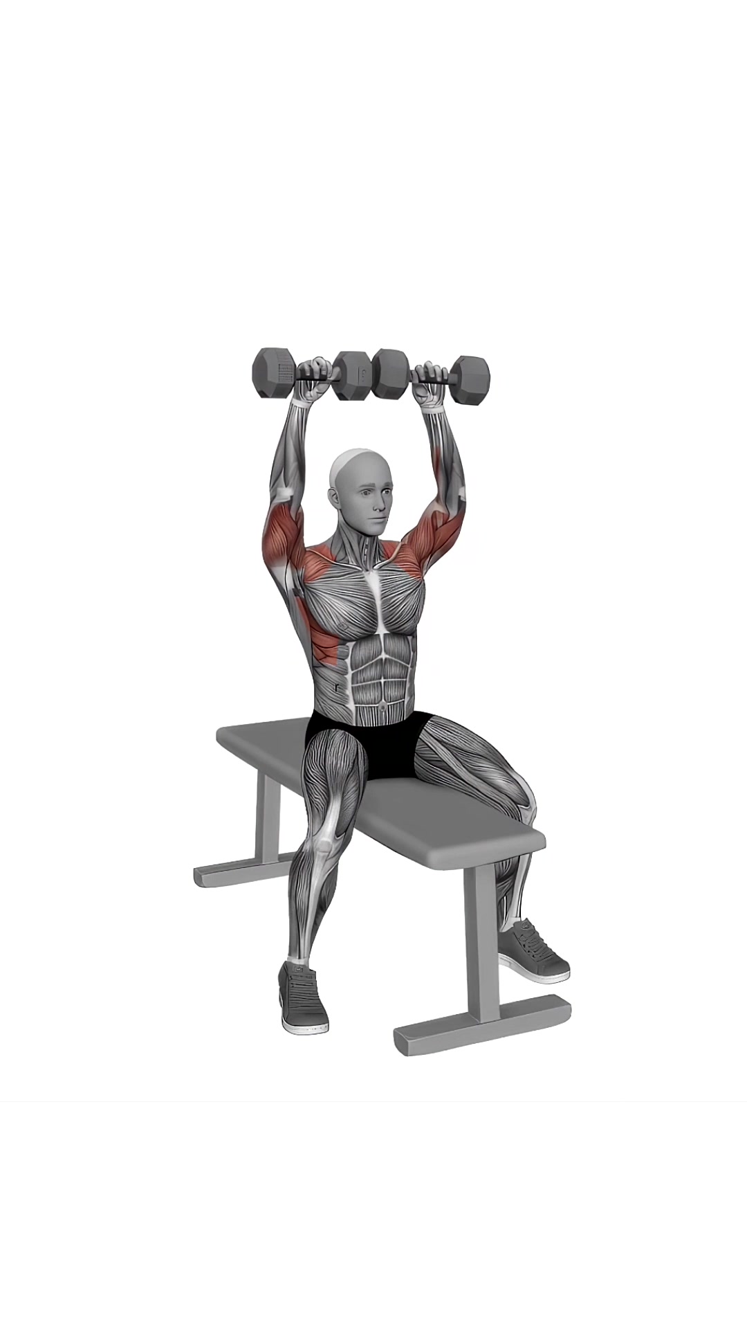 Dumbbell Bench Seated Press