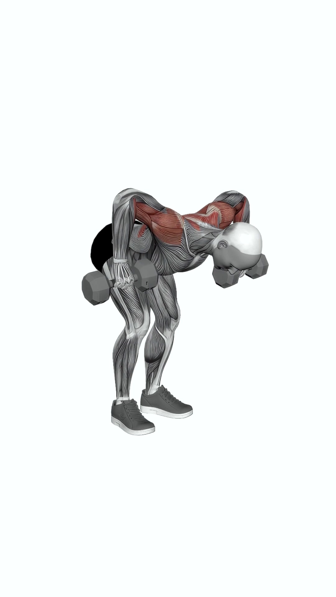 Dumbbell Bent Over Face Pull