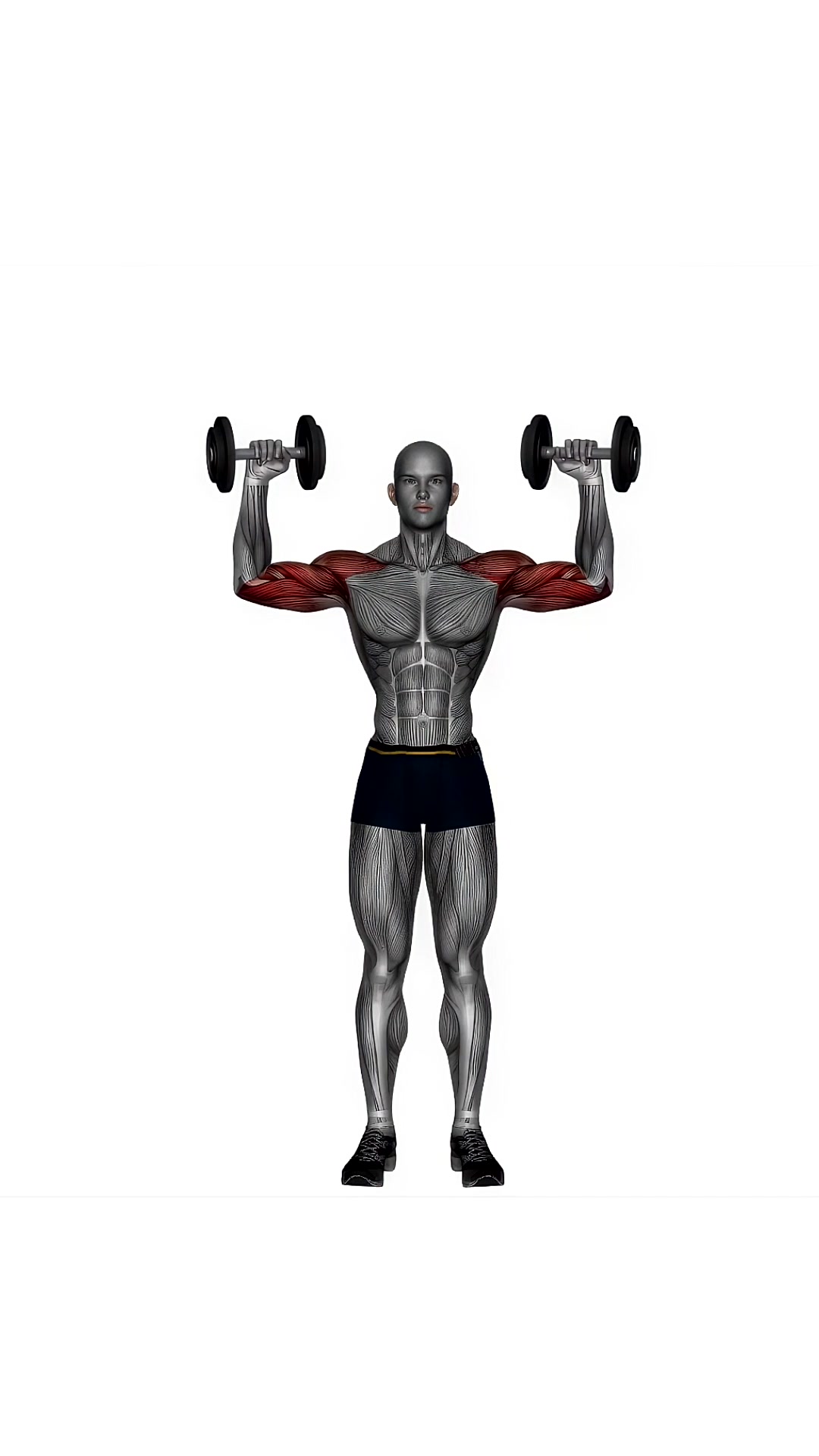 Dumbbell Bicep Curl To Shoulder Press