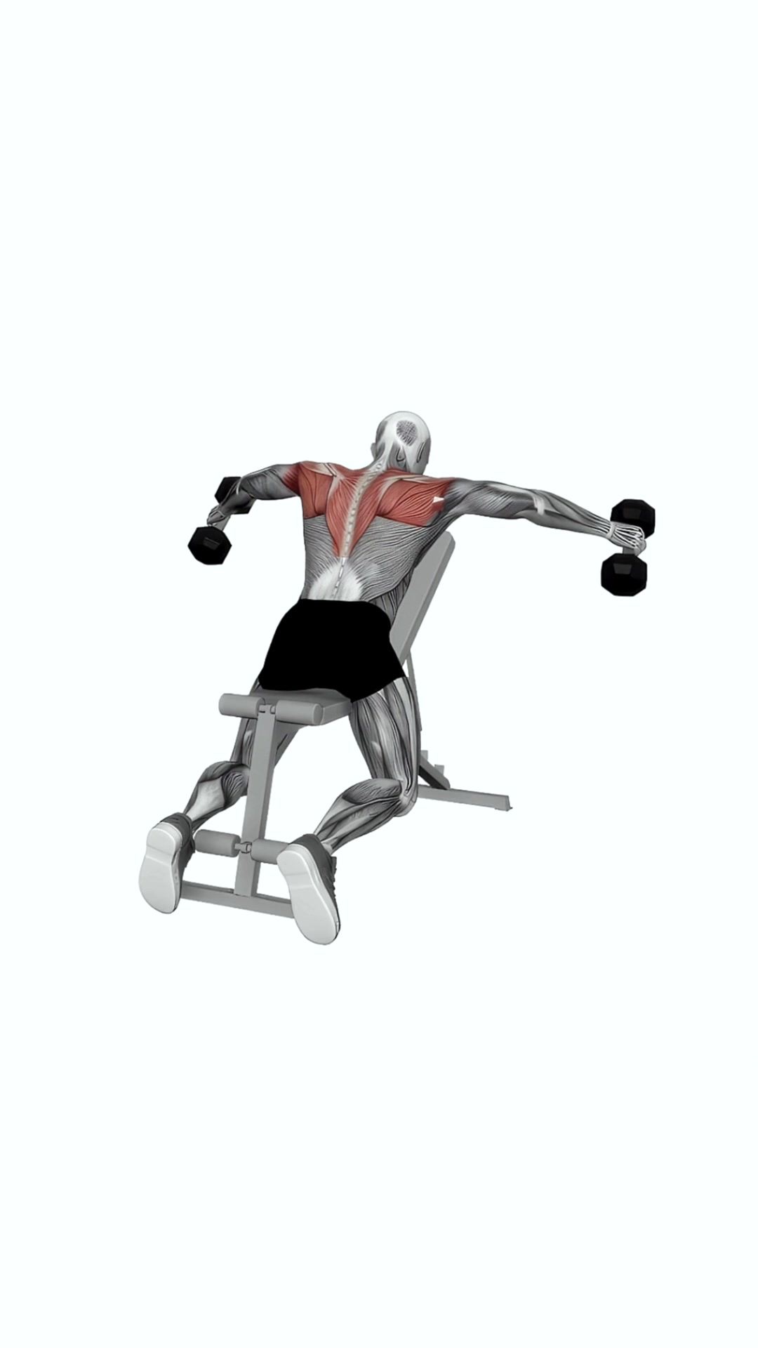 Dumbbell Chest Supported Lateral Raises