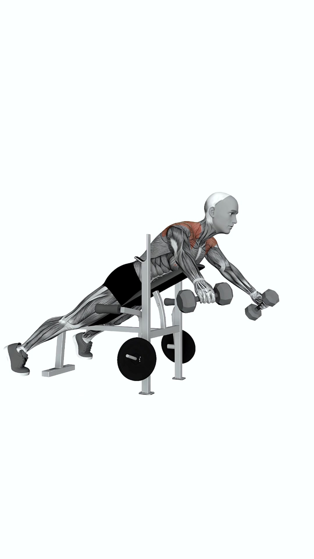 Dumbbell Chest Supported Y Raise
