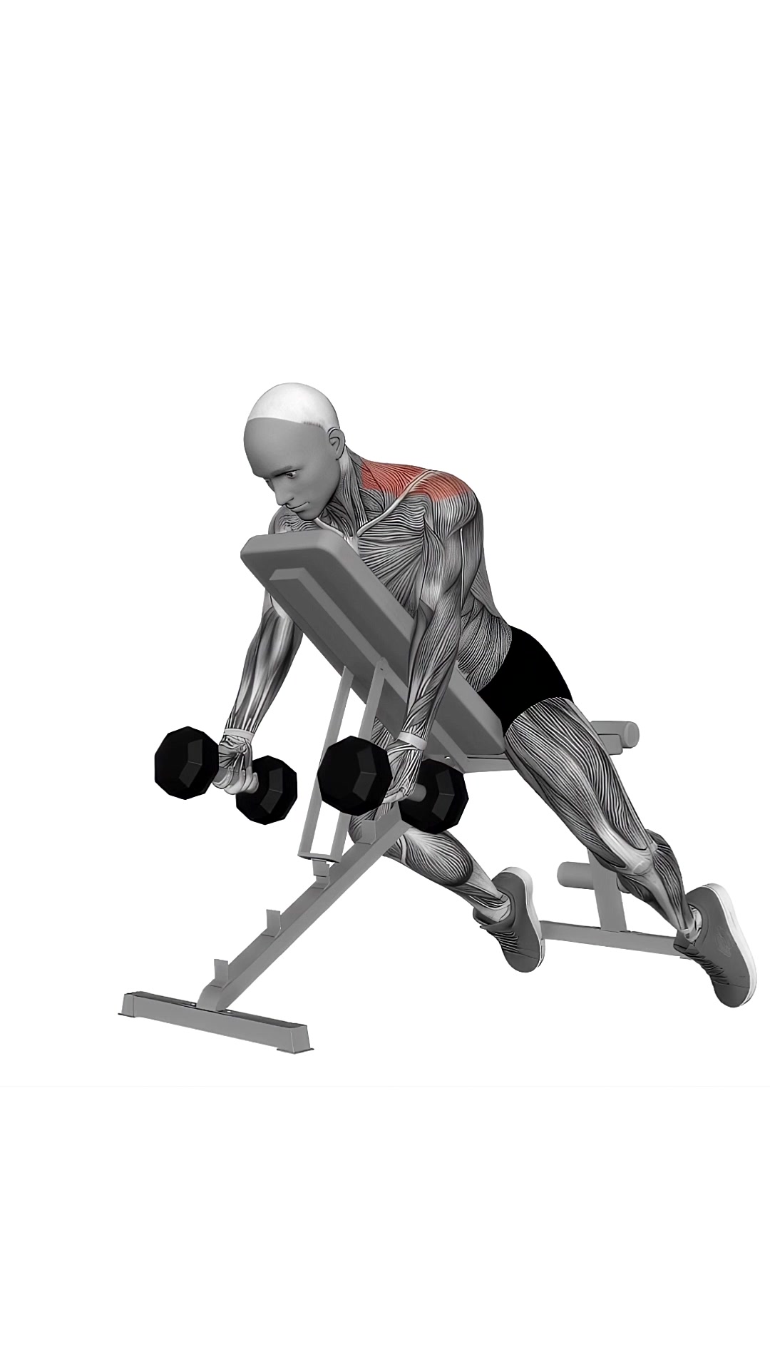 Dumbbell Decline Shrug