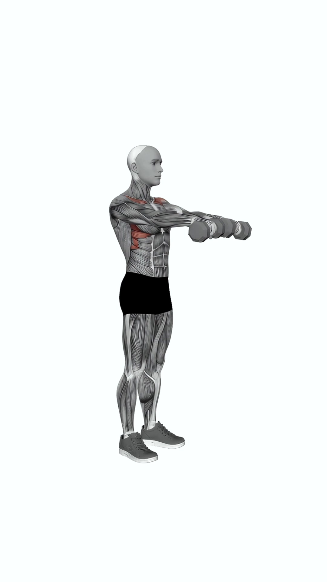 Dumbbell Front Raise