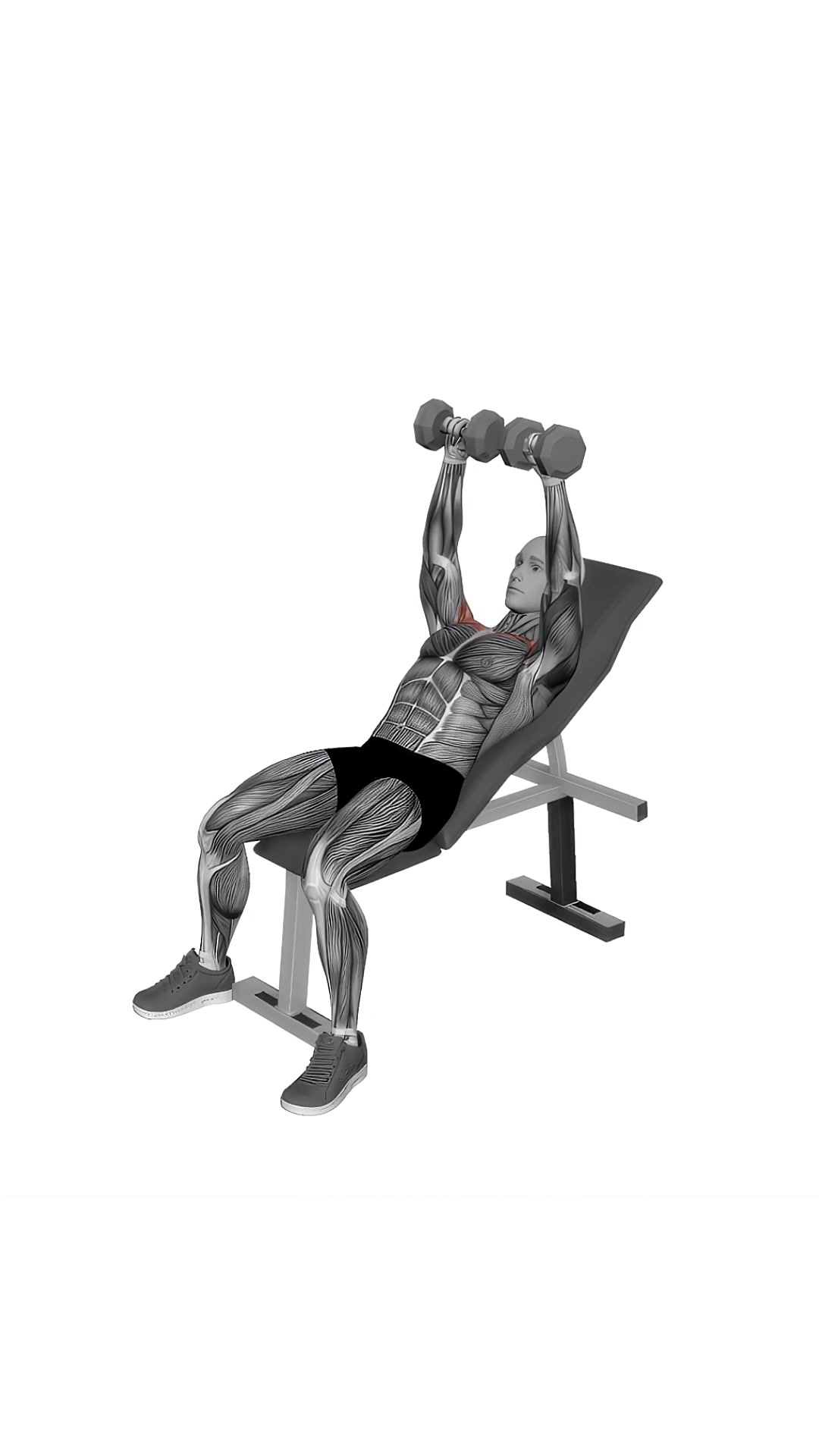 Dumbbell Incline Breeding