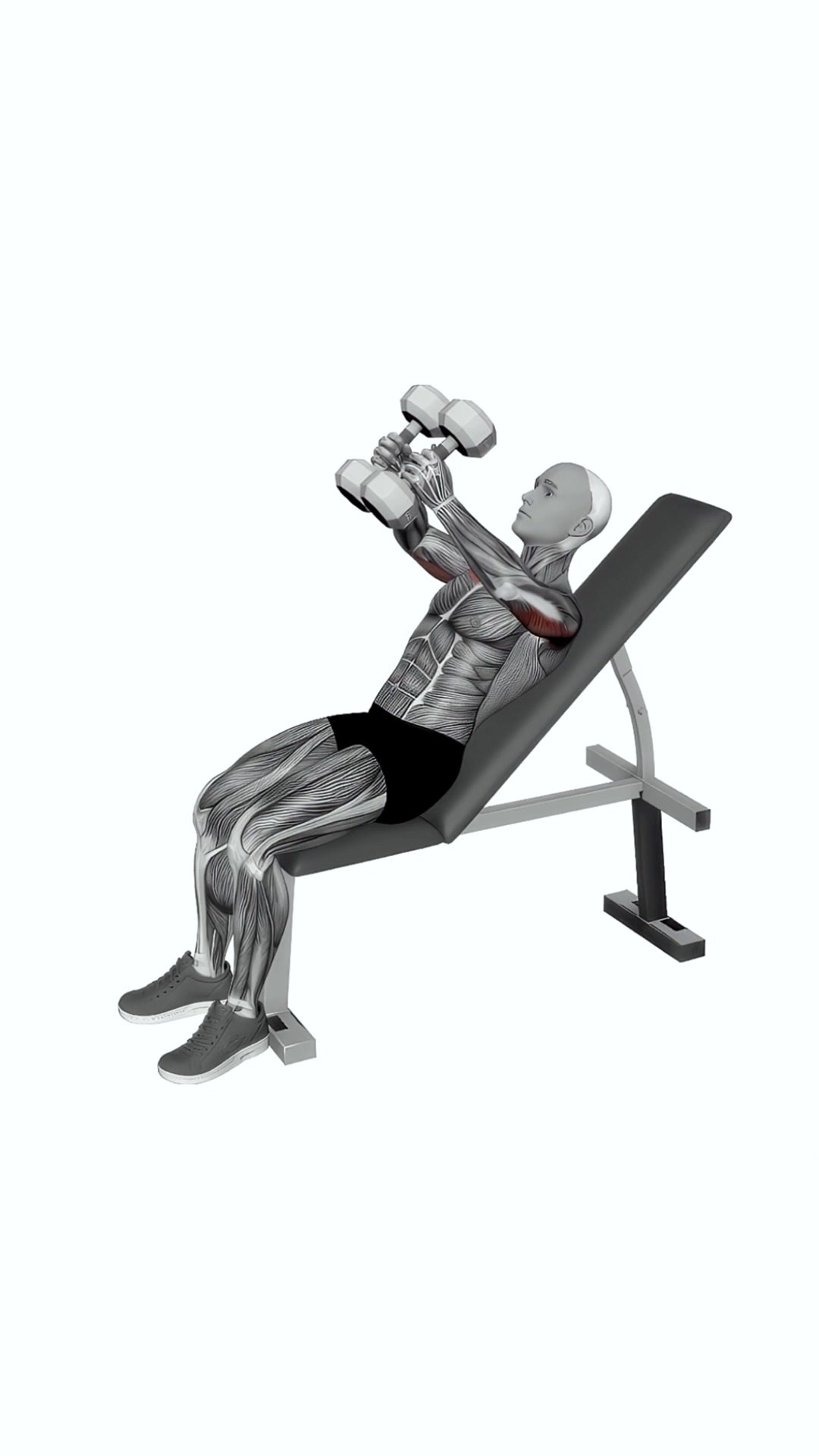 Dumbbell Incline Hammer Shoulder Press
