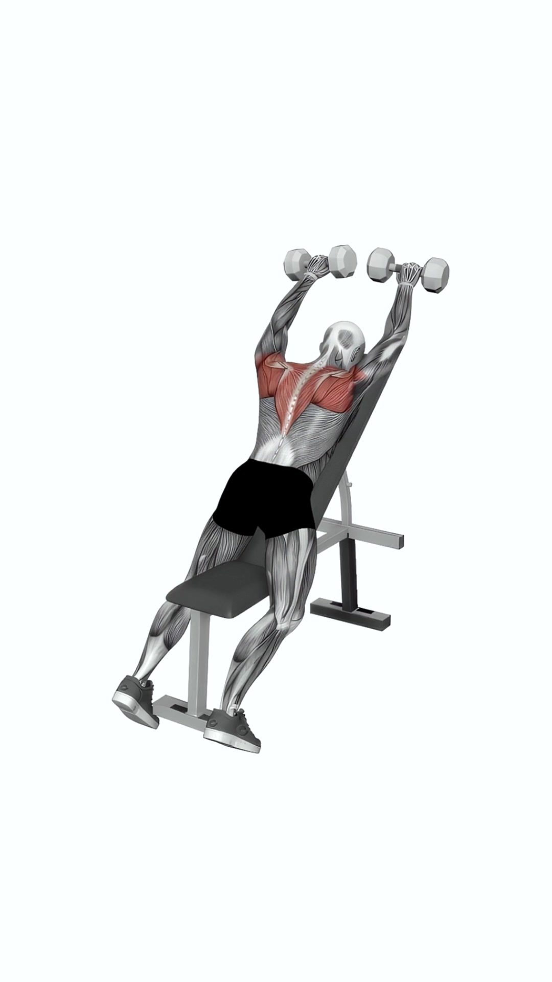 Dumbbell Incline Lying Front Raise