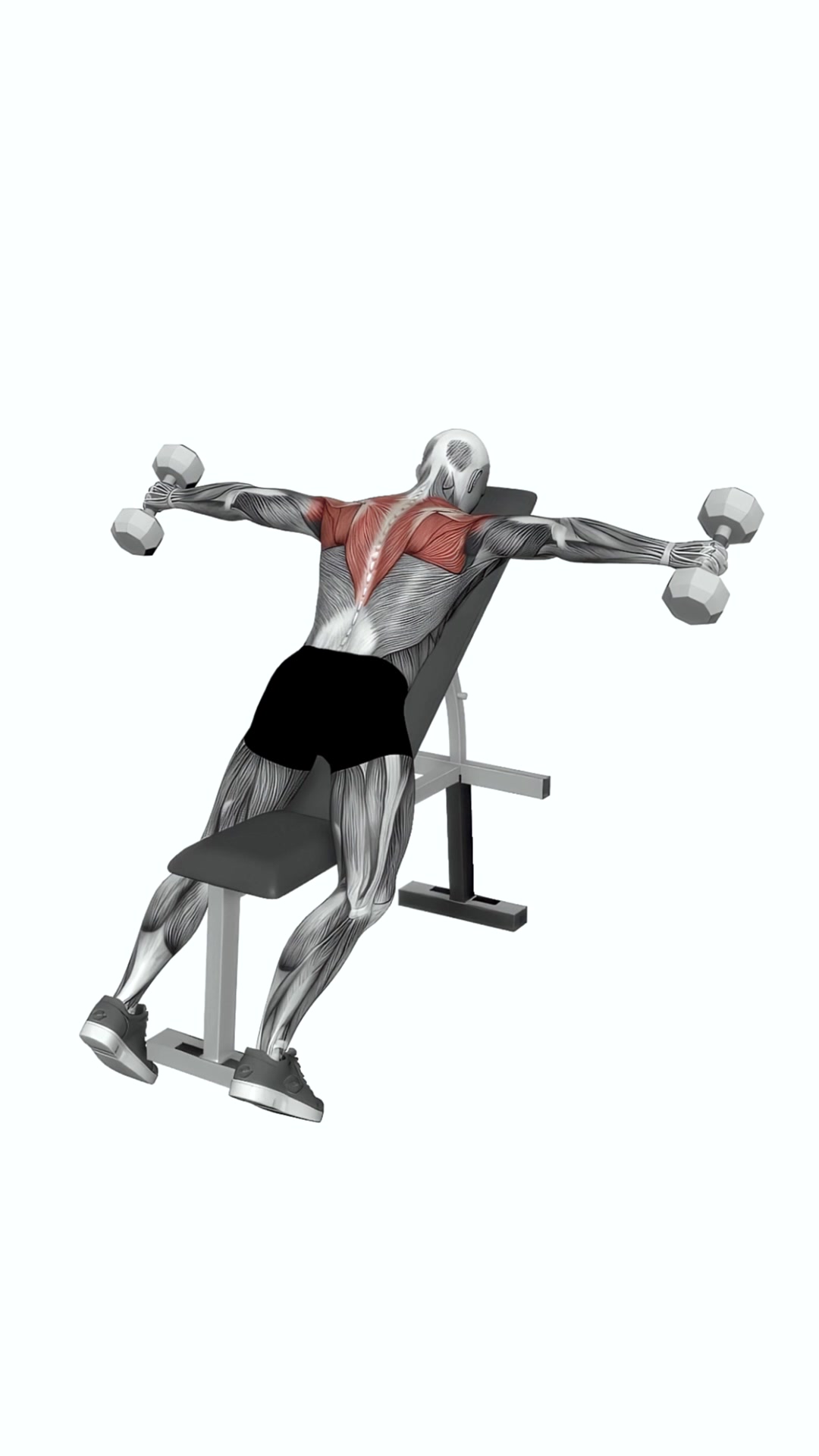 Dumbbell Incline Rear Lateral Raise