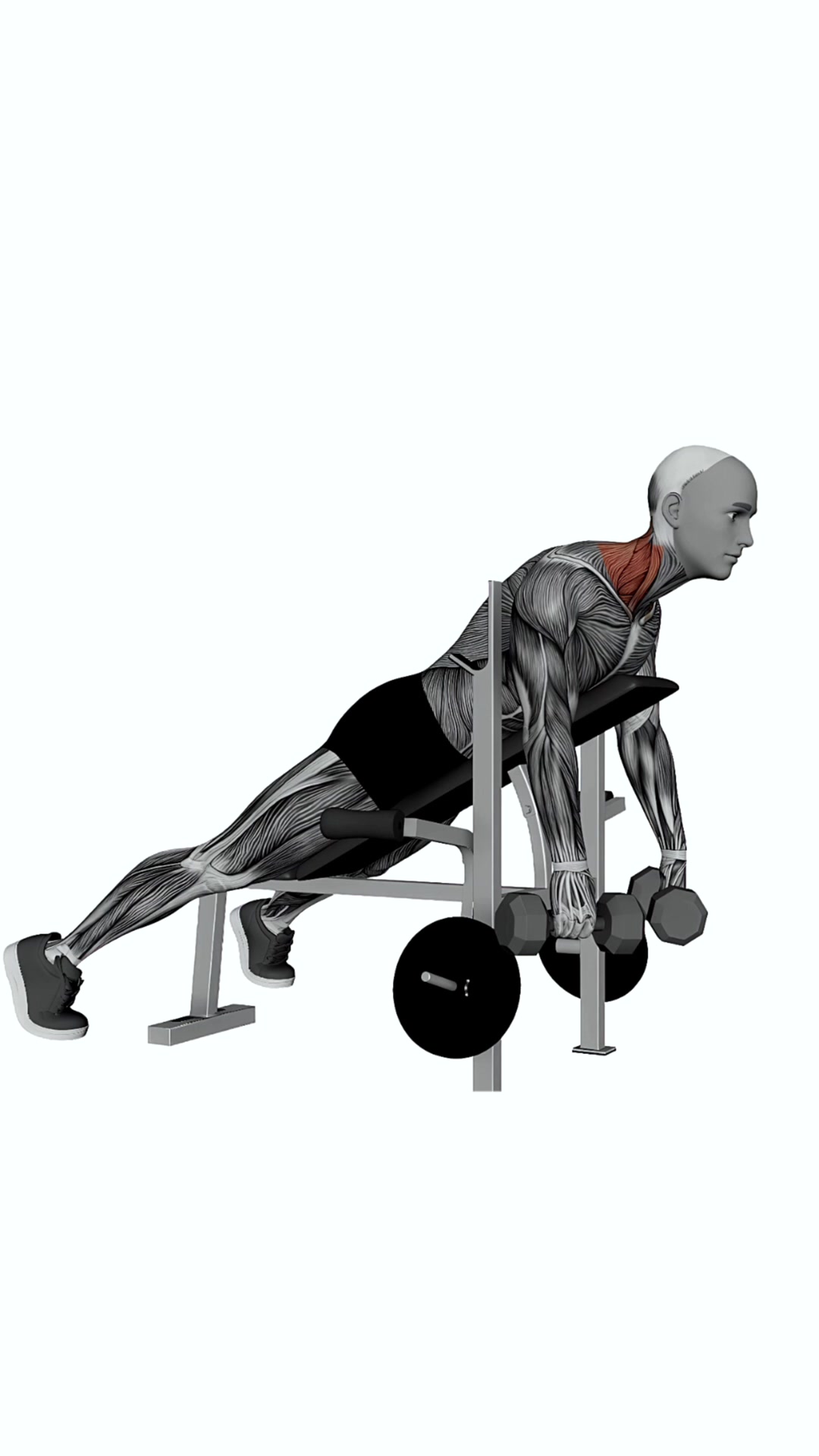 Dumbbell Laying Silverback Shrug