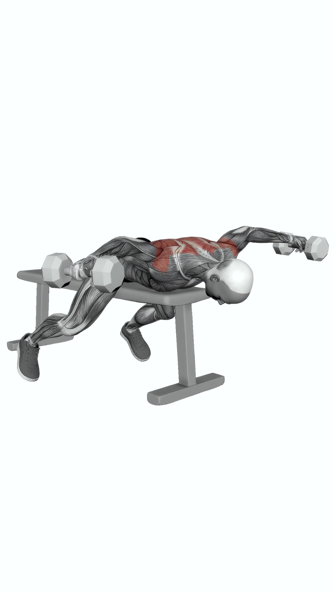Dumbbell Lying Rear Lateral Raise