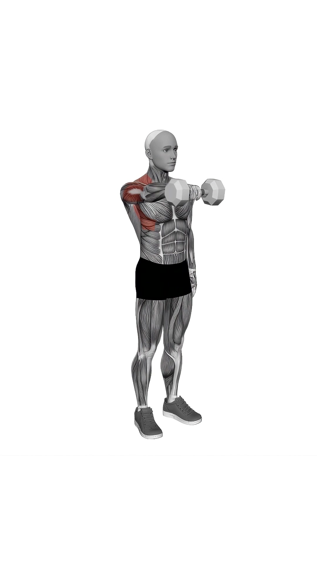 Dumbbell One Arm Front Raise