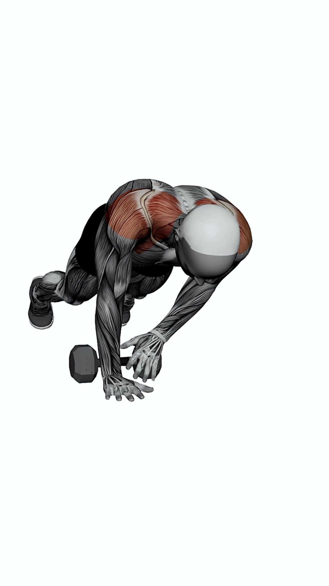 Dumbbell Plank Pullthrough