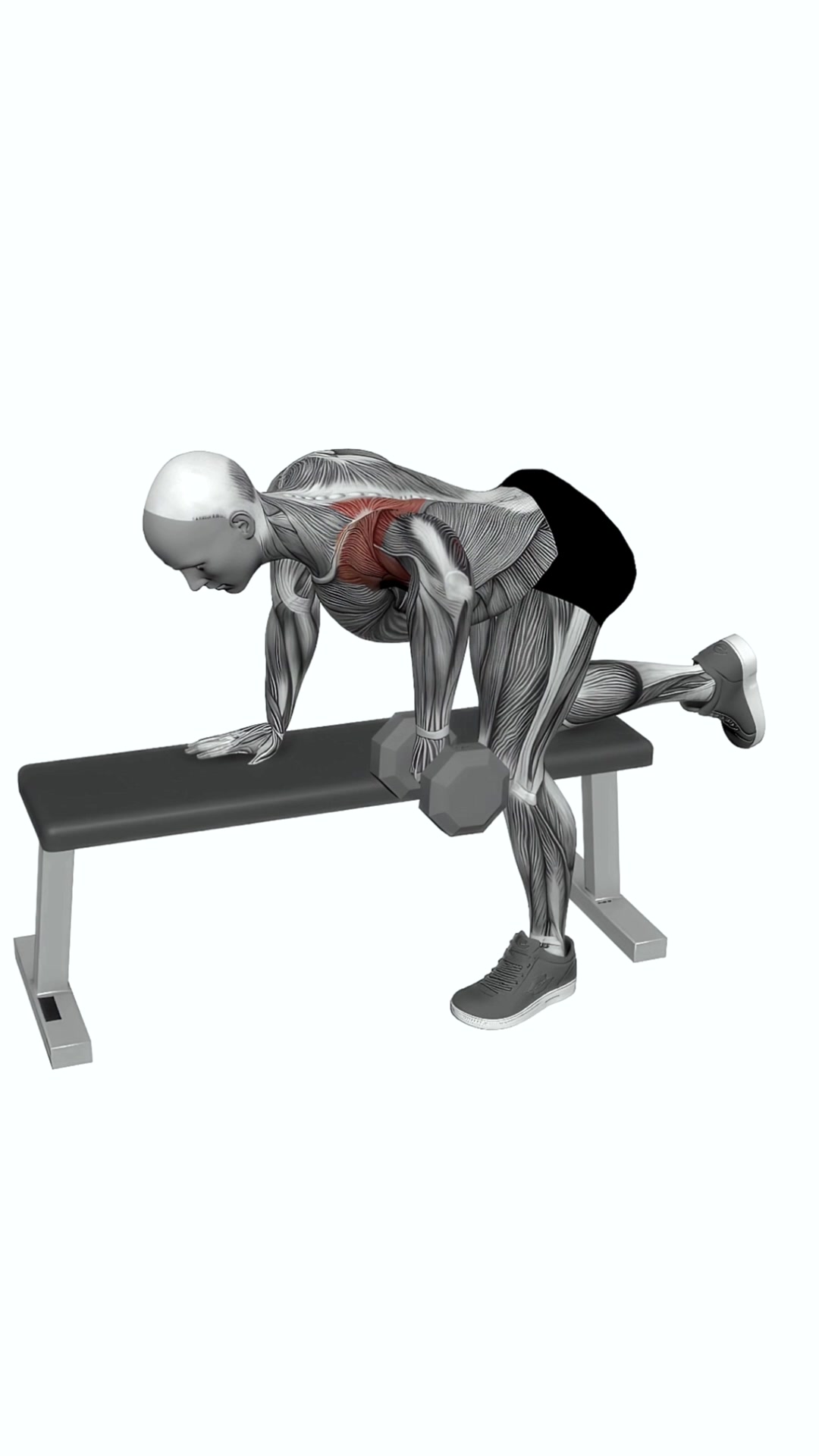 Dumbbell Rear Delt Row