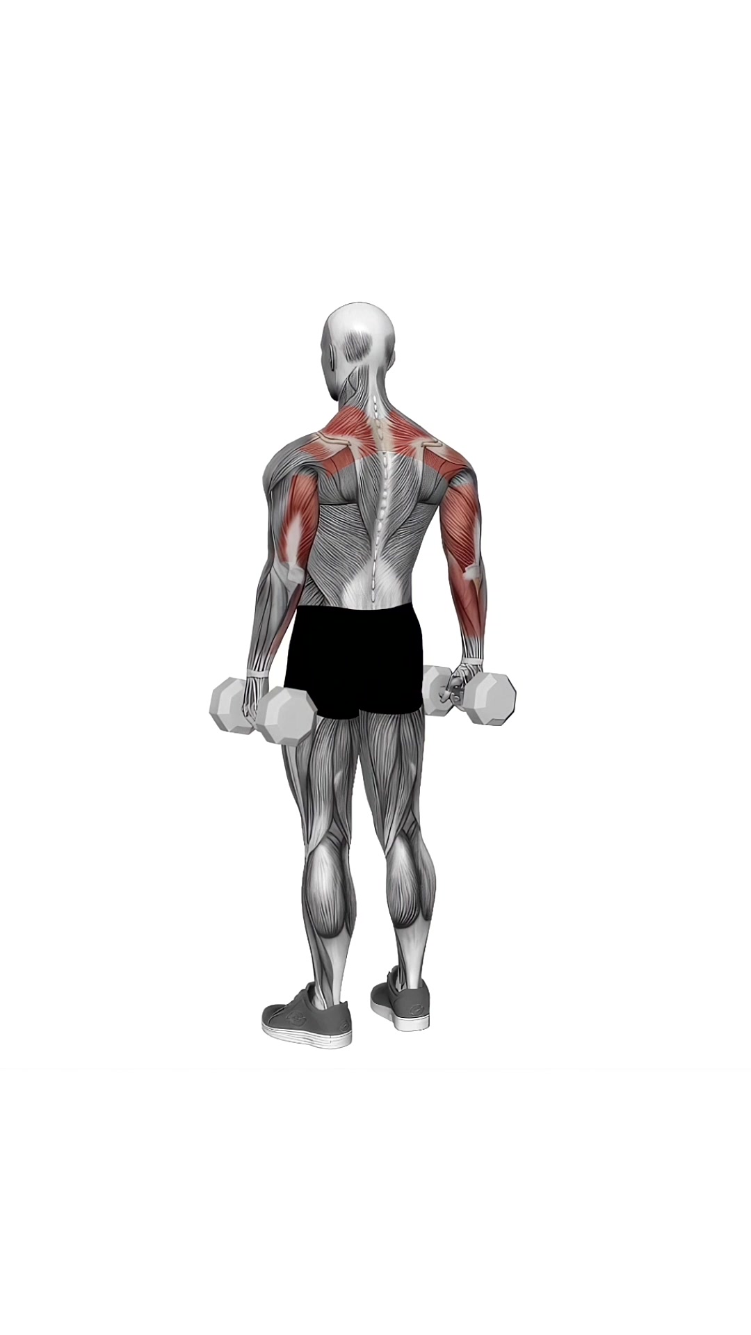 Dumbbell Rear Full Shrugs