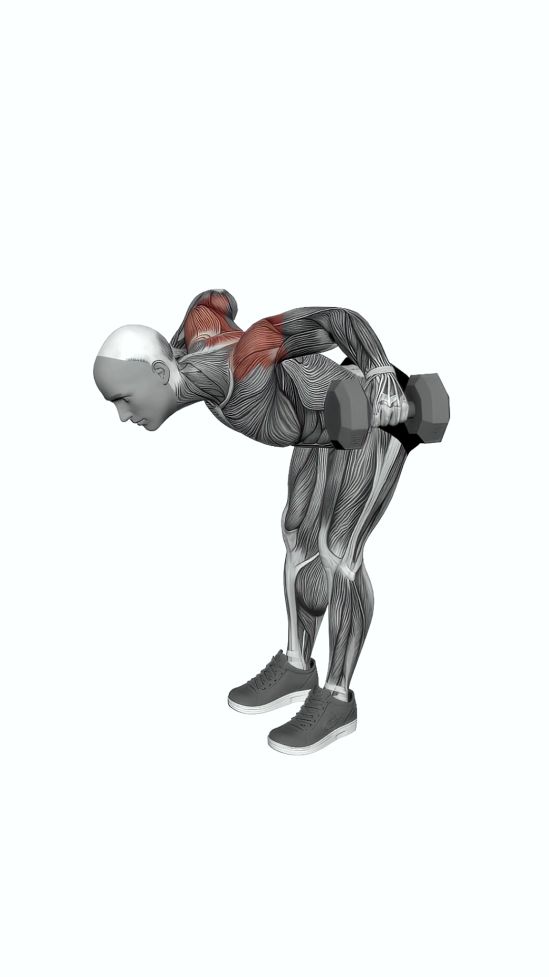 Dumbbell Rear Lateral Raise