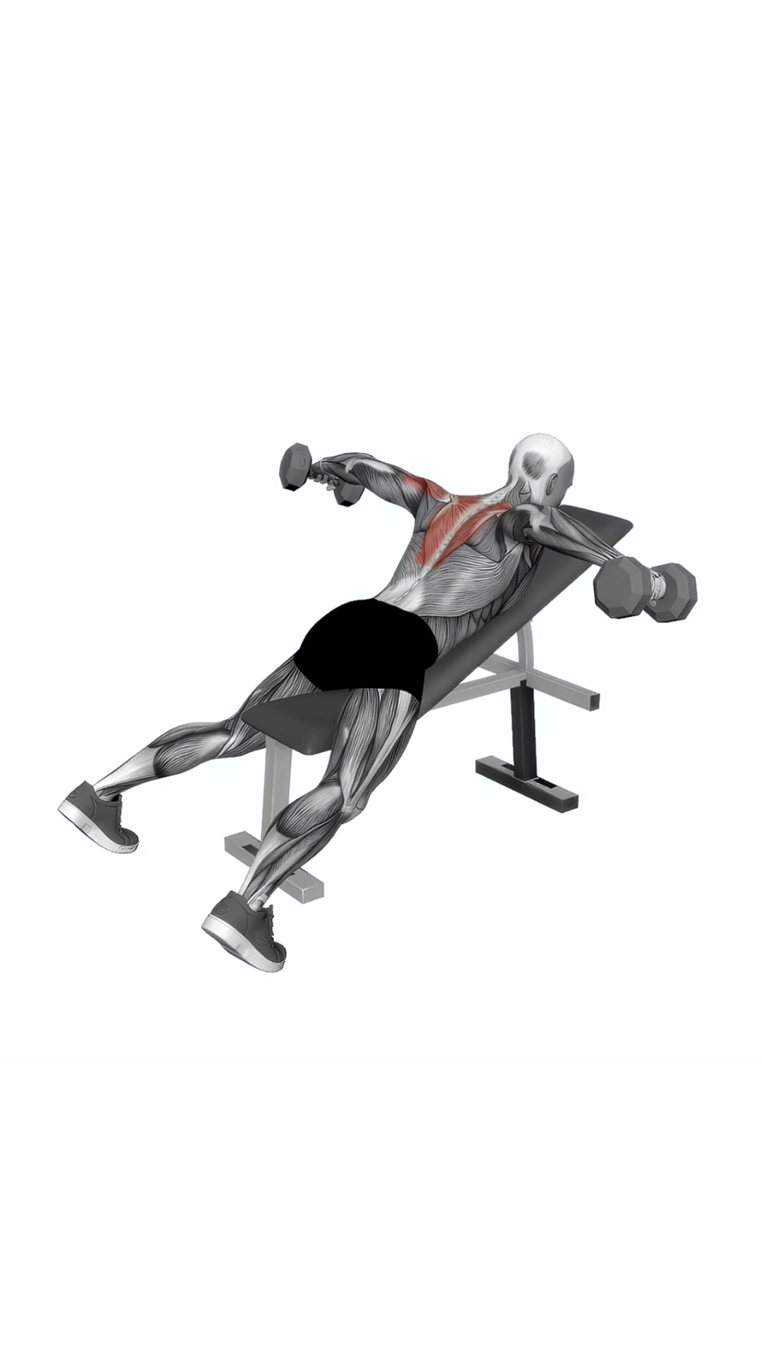 Dumbbell Reverse Fly