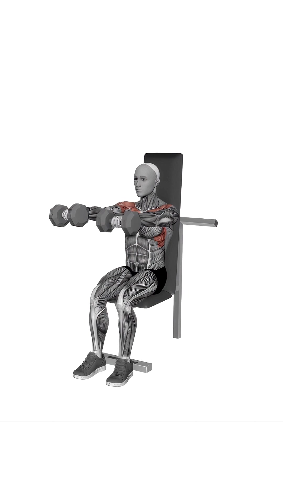 Dumbbell Seated Front Raise
