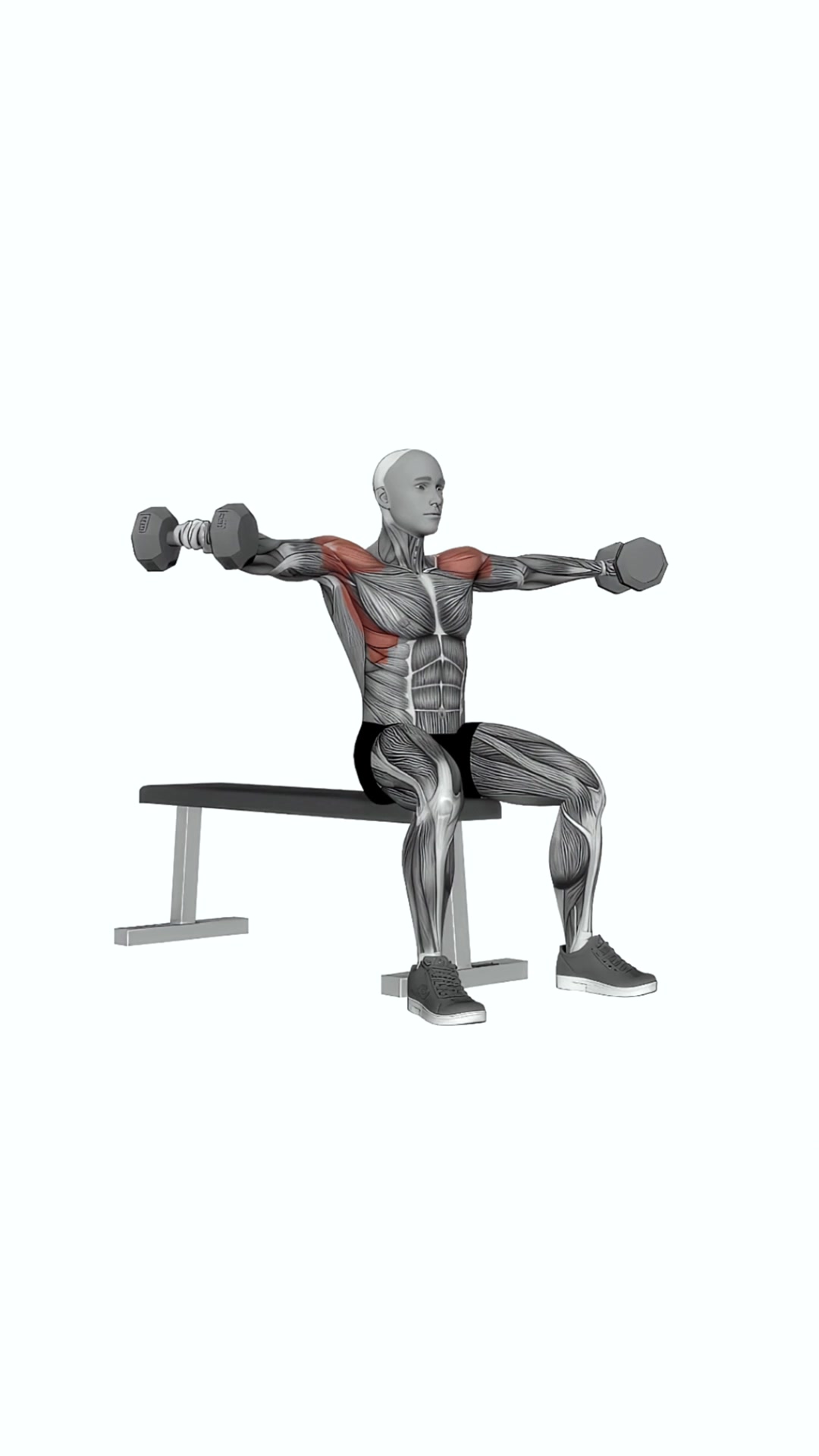 Dumbbell Seated Lateral Raise