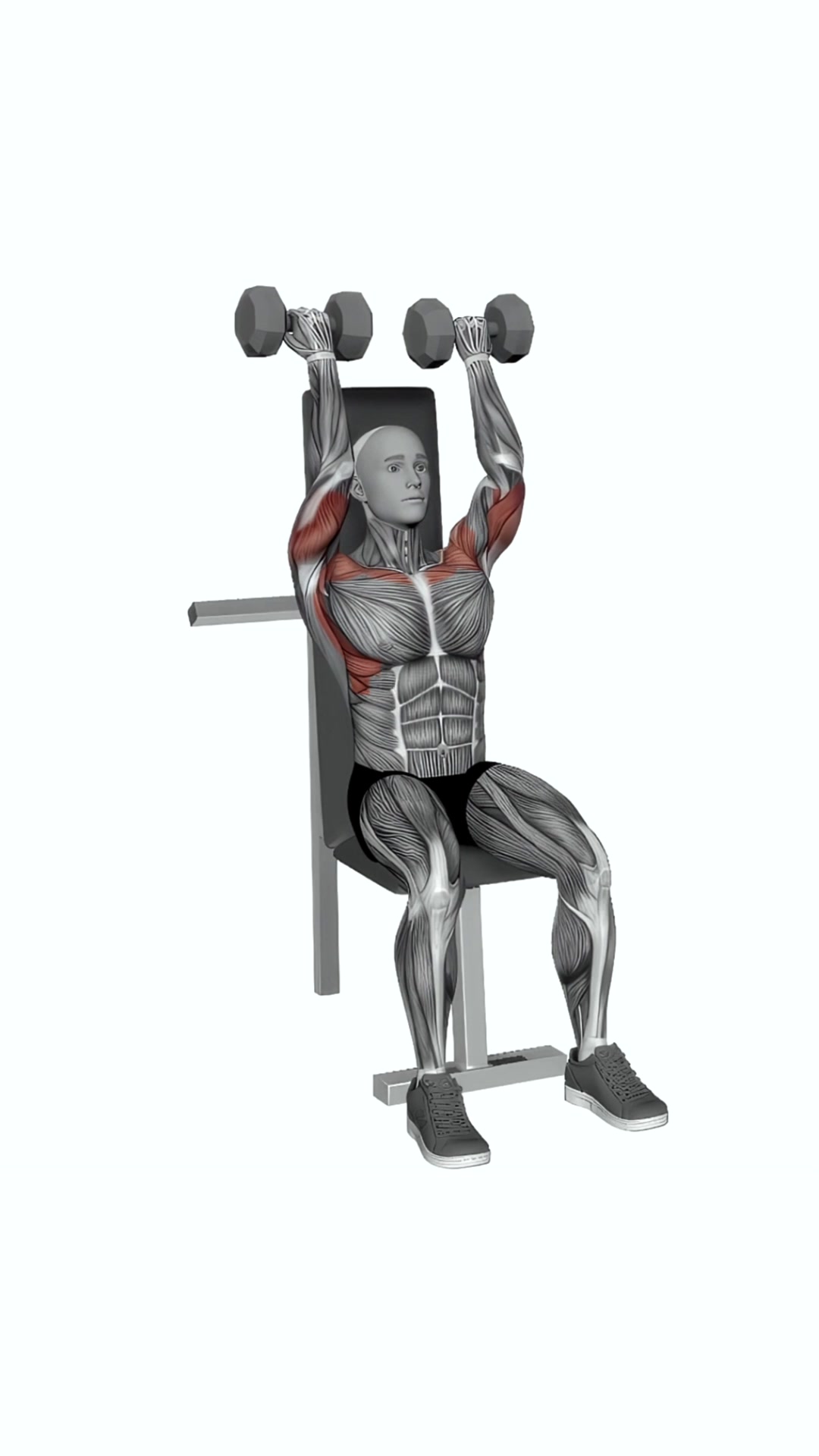 Dumbbell Seated Reverse Close Grip Press
