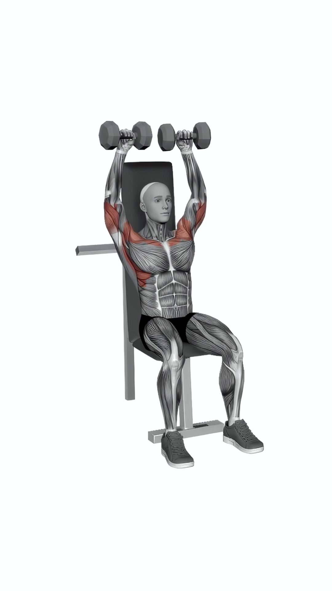 Dumbbell Seated Shoulder Press