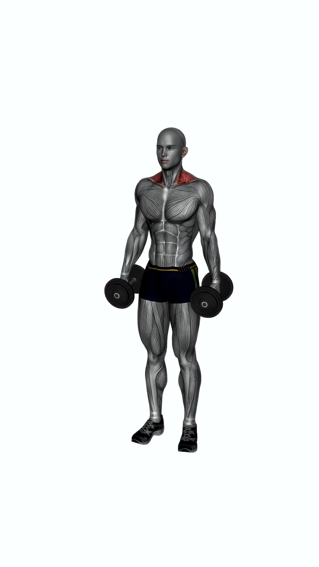 Dumbbell Shrugs