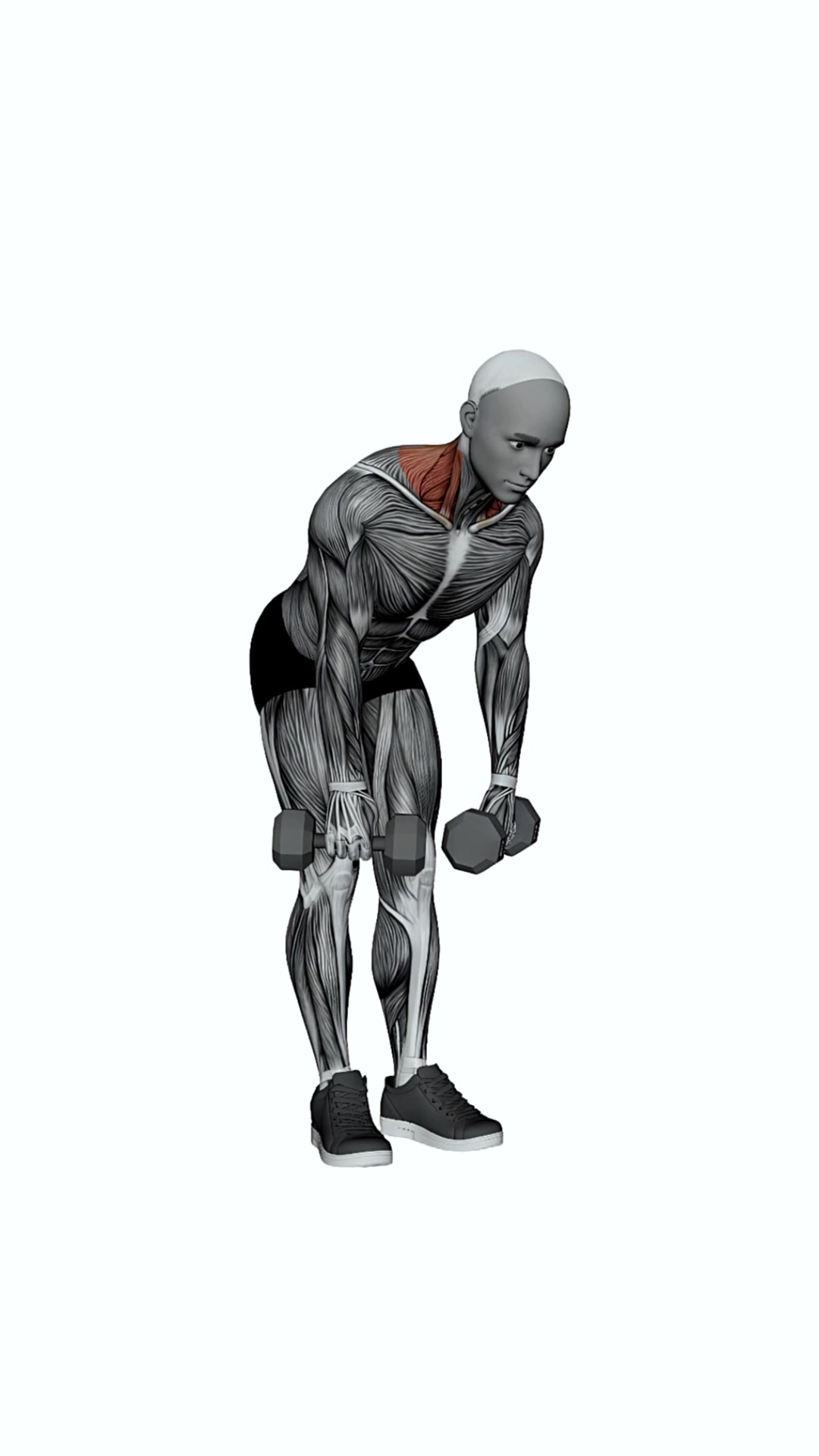 Dumbbell Silverback Shrug