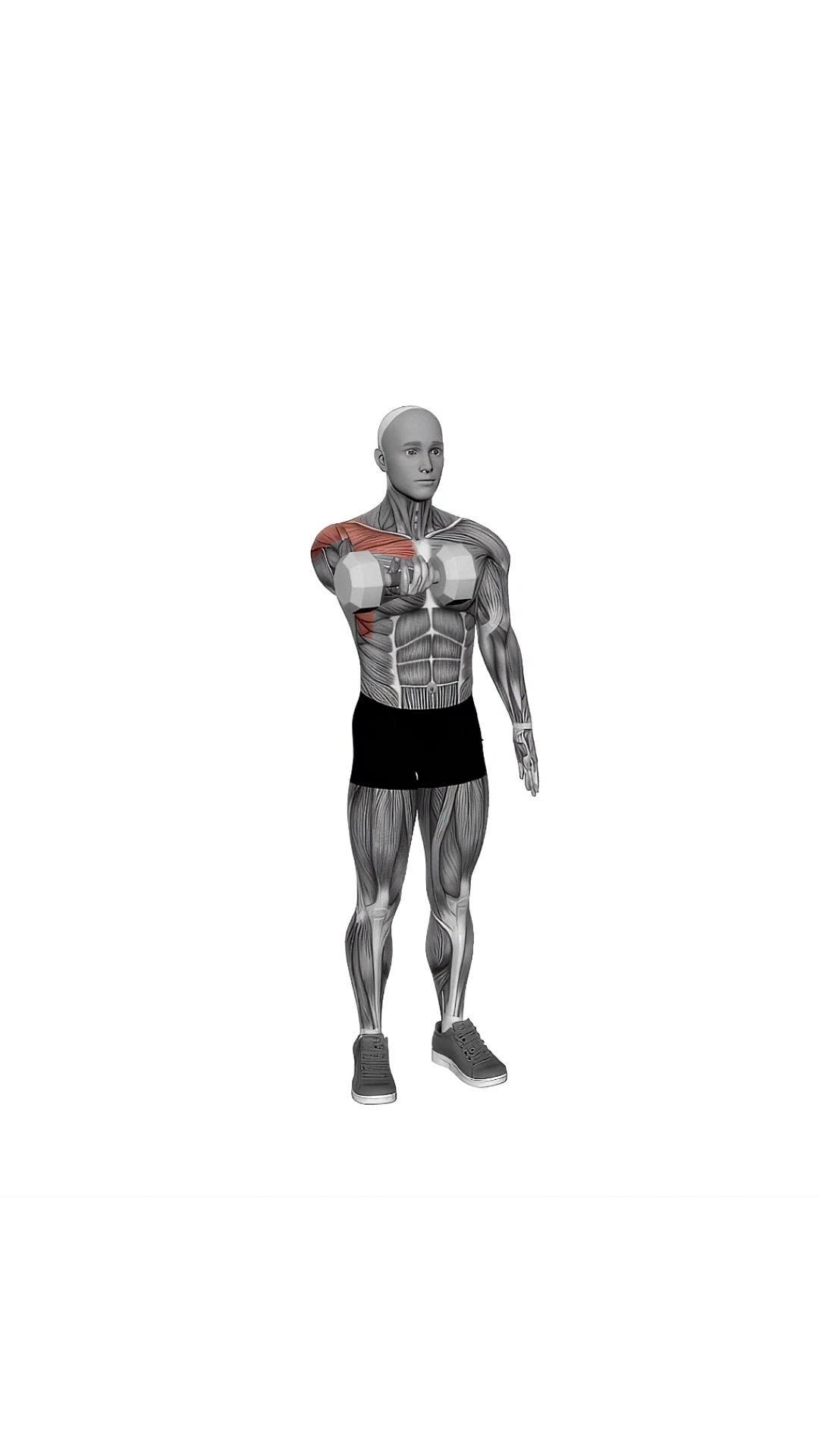 Dumbbell Single Arm Underhand Front Raise