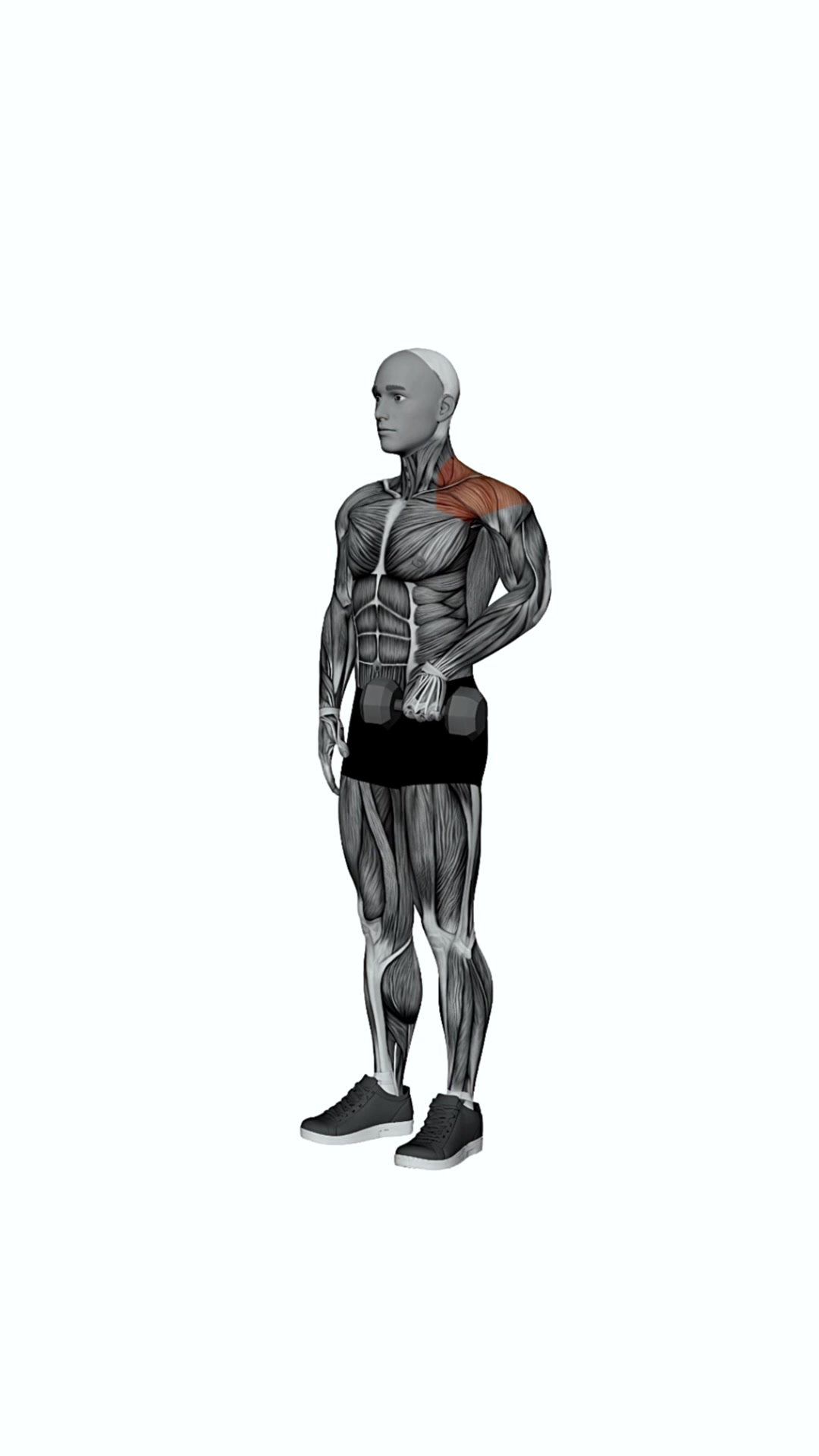 Dumbbell Single Arm Upright Row