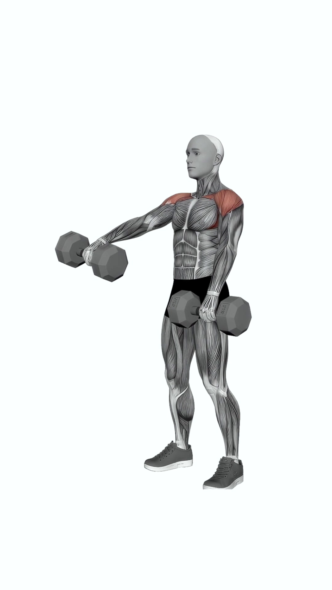 Dumbbell Standing Alternate Raise