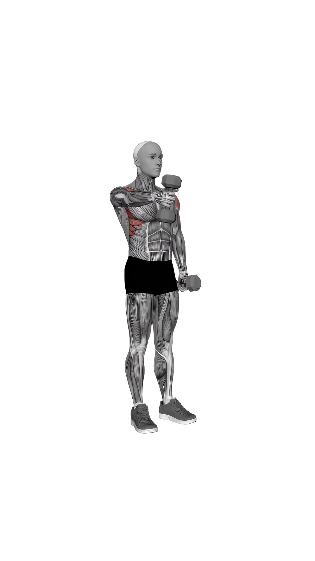 Dumbbell Standing Alternate Vertical Front Raises