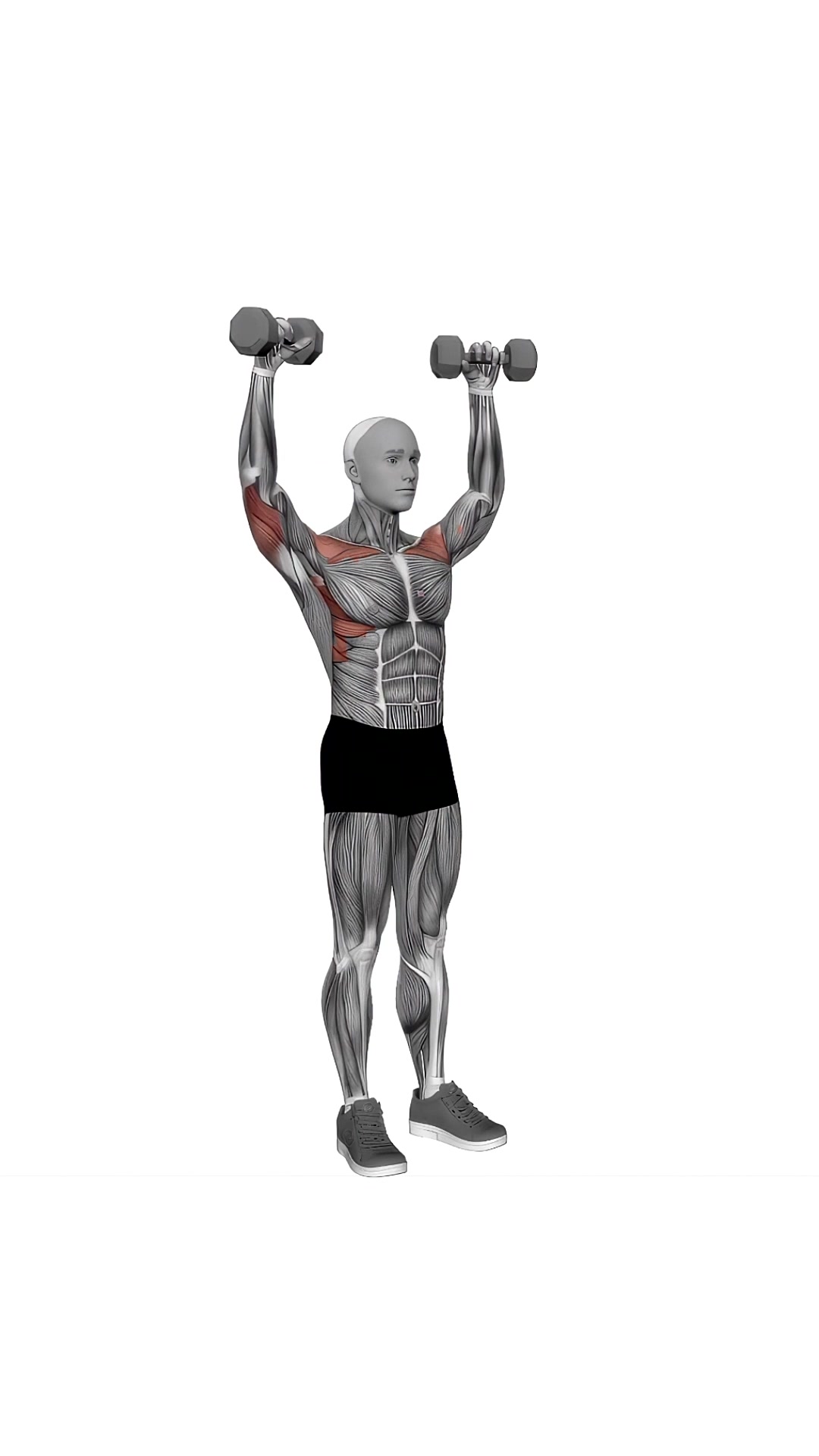 Dumbbell Standing Curl Arnold Press